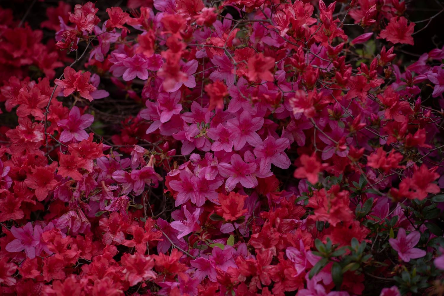 Close-up of vivid red and pink azalea blossoms at Isabella Plantation in Richmond Park