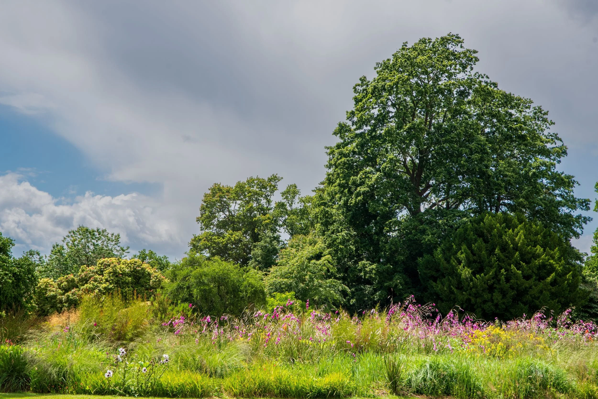 Naturalistic meadow planting at Nymans with magenta watsonia and ornamental grasses beneath a stand of mature trees.