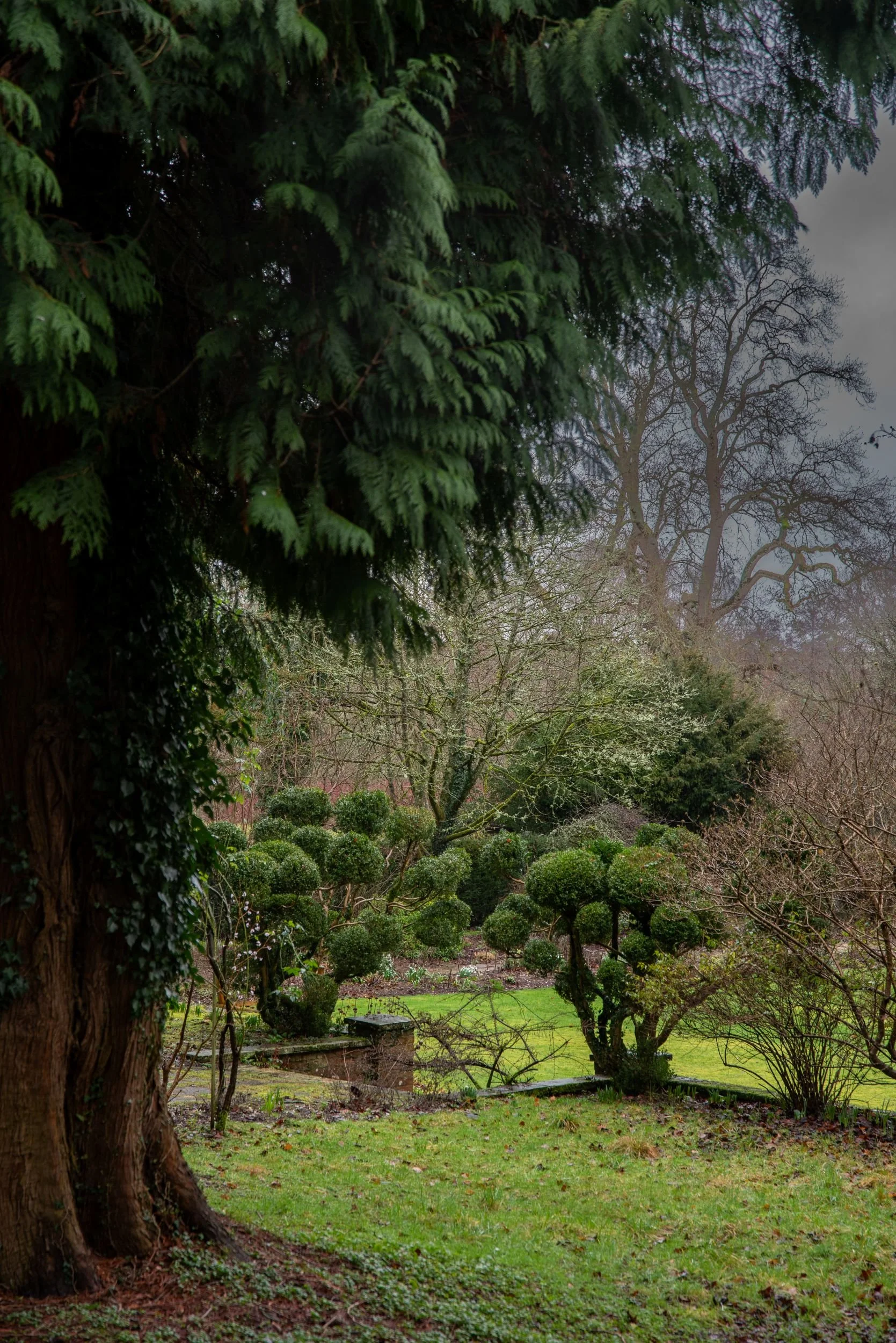 View beneath a cedar tree towards clipped topiary shapes in the garden at Welford Park