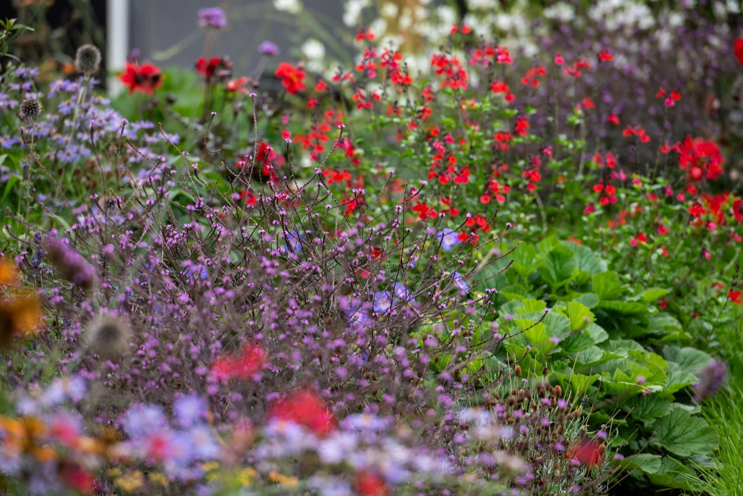 Verbena Bampton with dark stems and pink flowers, Surrey border by Jane Shankster Garden Design

Verbena 'Bampton' brings a distinctive dark, near-black stem to the border, its small pink flowers held on wiry branching growth that weaves through the 