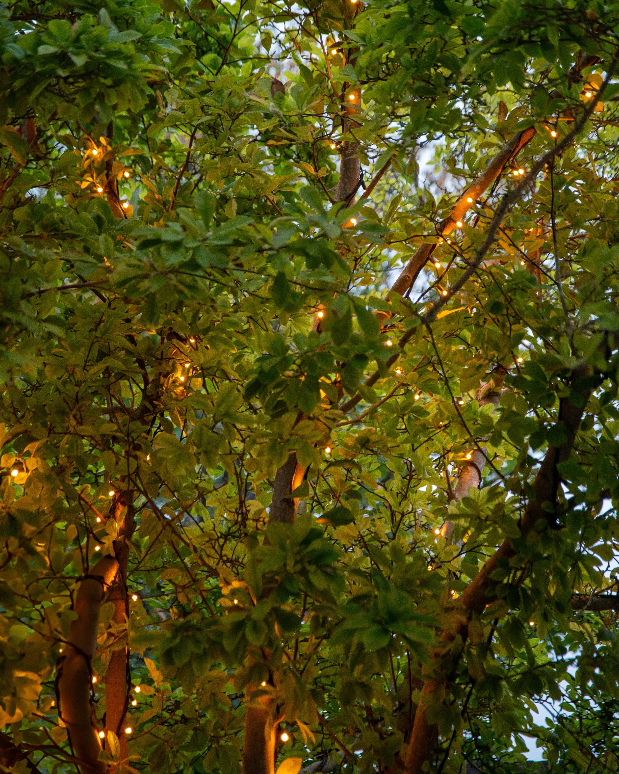 Warm white fairy lights woven through the branches of a magnolia tree at dusk, designed by Jane Shankster Garden Design for a Balham north facing courtyard garden

A magnolia tree in this Balham garden is transformed at dusk with warm white fairy lig