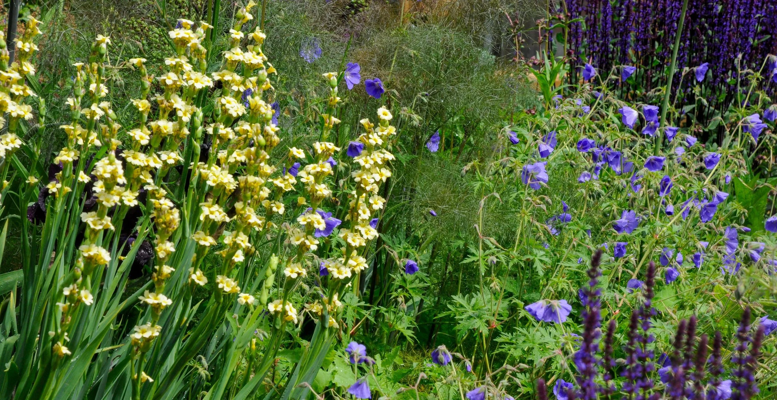Purple geranium, yellow sisyrinchium and salvia border in a low-allergen Chiswick garden

A richly planted low-allergen border in this Chiswick town garden, combining yellow sisyrinchium, blue geranium 'Orion', dark bearded iris and salvia — chosen f