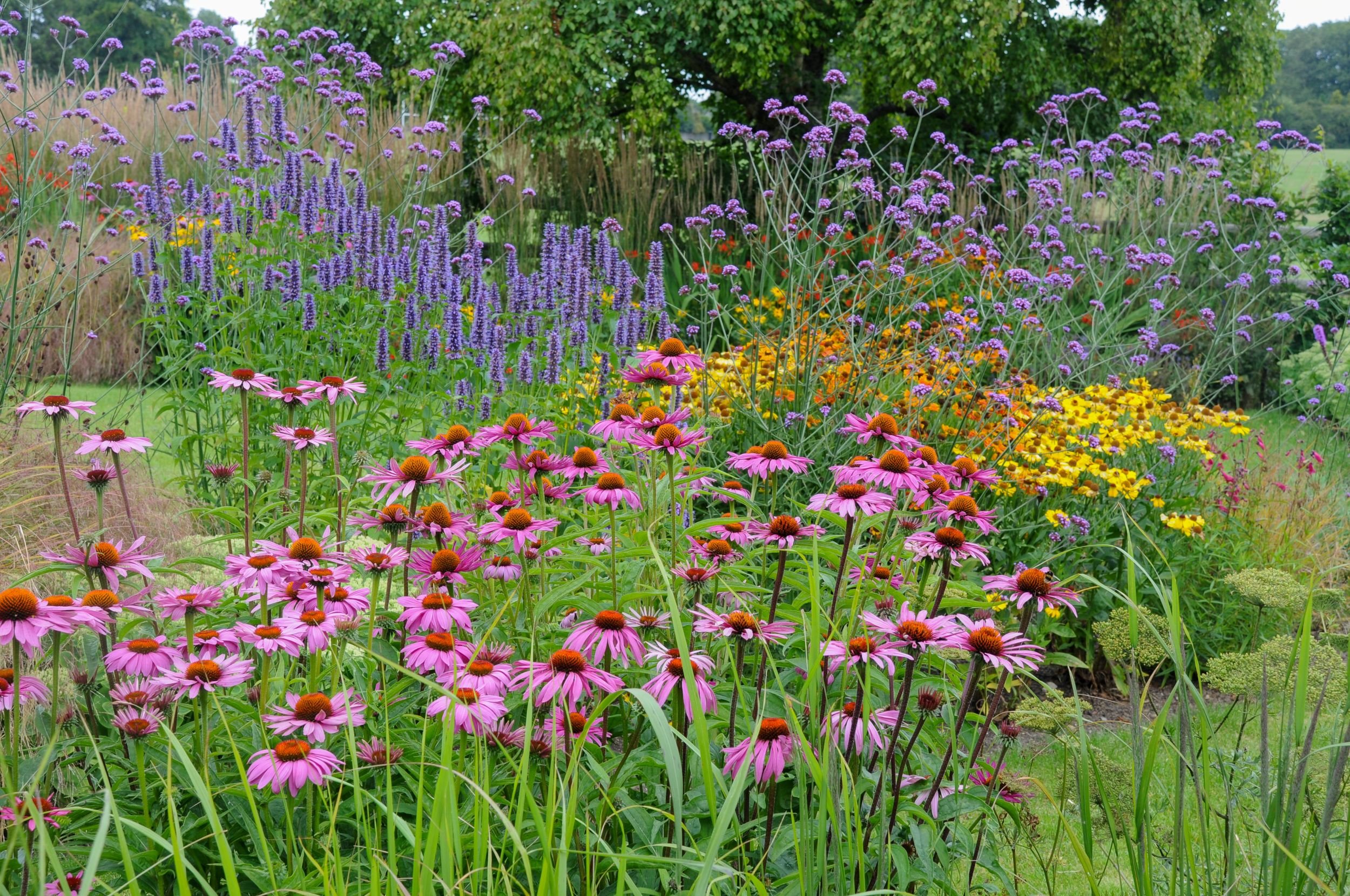 Agastache, echinacea, helenium and verbena create a naturalistic prairie-style planting scheme in a Surrey garden. JaneShanksterGardenDesign.co.uk.

This wide border sums up the prairie-planting approach at the heart of the garden: agastache spikes, 