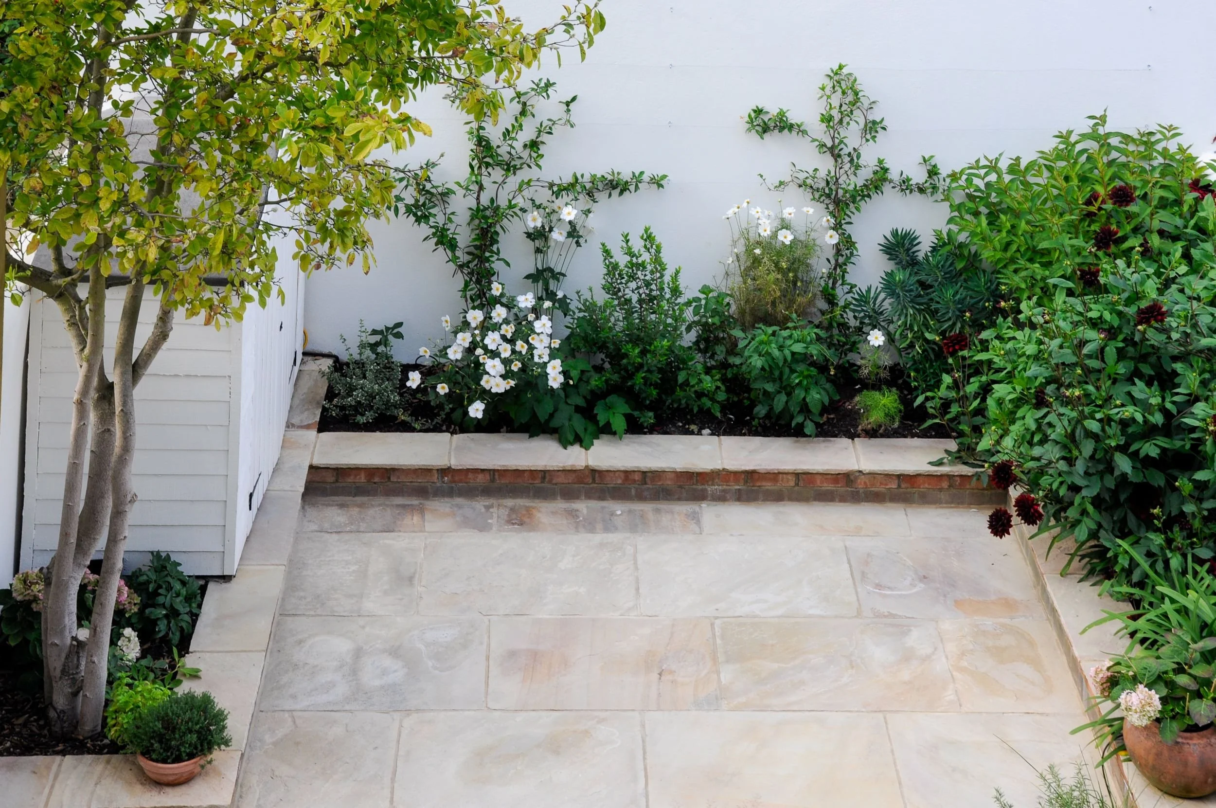 A corner of the courtyard garden showing a painted storage shed beside a raised border of white anemones and dahlias

A neatly painted storage shed is tucked into the corner of the garden beneath a small tree, with a raised brick border of white Japa