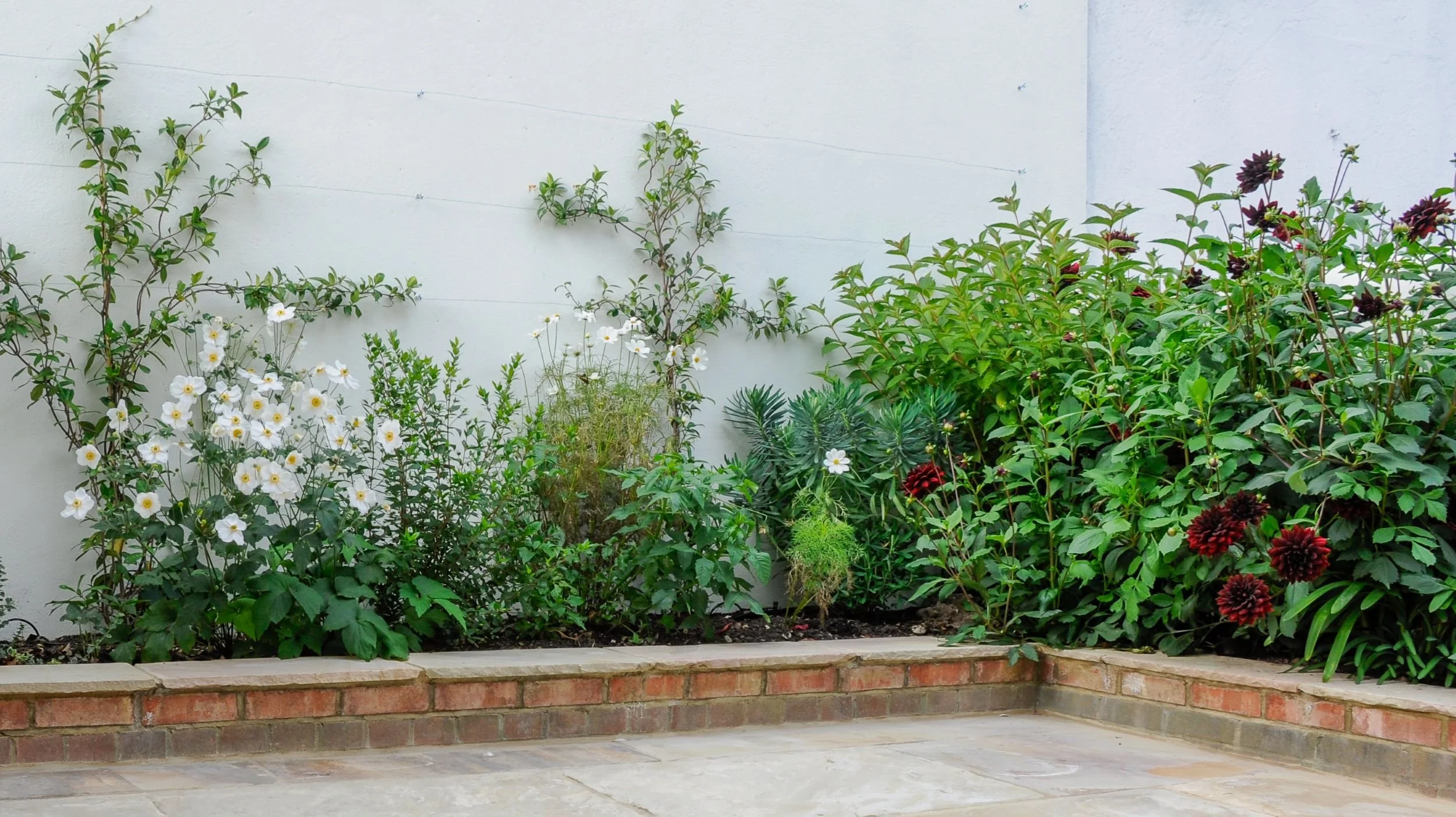 A mixed border of white Japanese anemones, cosmos and dark red dahlias against a white rendered wall

White Japanese anemones and cosmos mix with deep red dahlias in this generous border, giving the north-facing Balham courtyard garden colour and mov