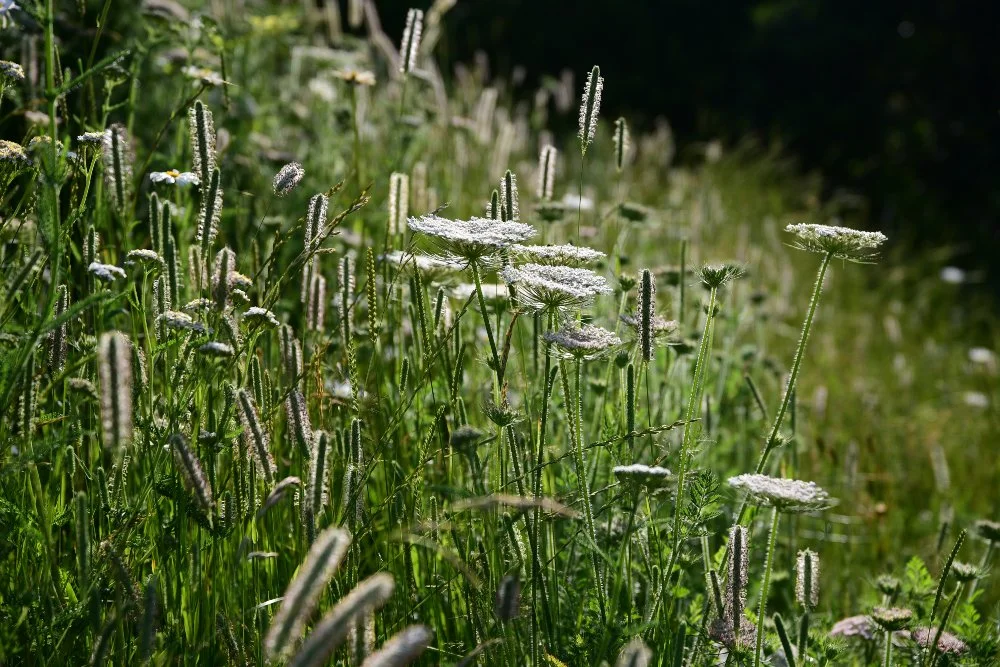 Backlit wild carrot flowerheads and grasses glow in a naturalistic meadow planting in a Raynes Park garden. JaneShanksterGardenDesign.co.uk.

Caught with the sun behind it, this stretch of meadow planting turns almost luminous, the lacy heads of wild
