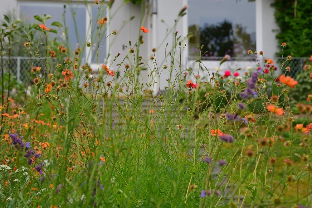 Orange geums rise on tall stems in front of a Raynes Park house, with its pale render and large windows behind. JaneShanksterGardenDesign.co.uk.

Here the planting is given room to lead the eye right up to the house itself, tall orange geums swaying 