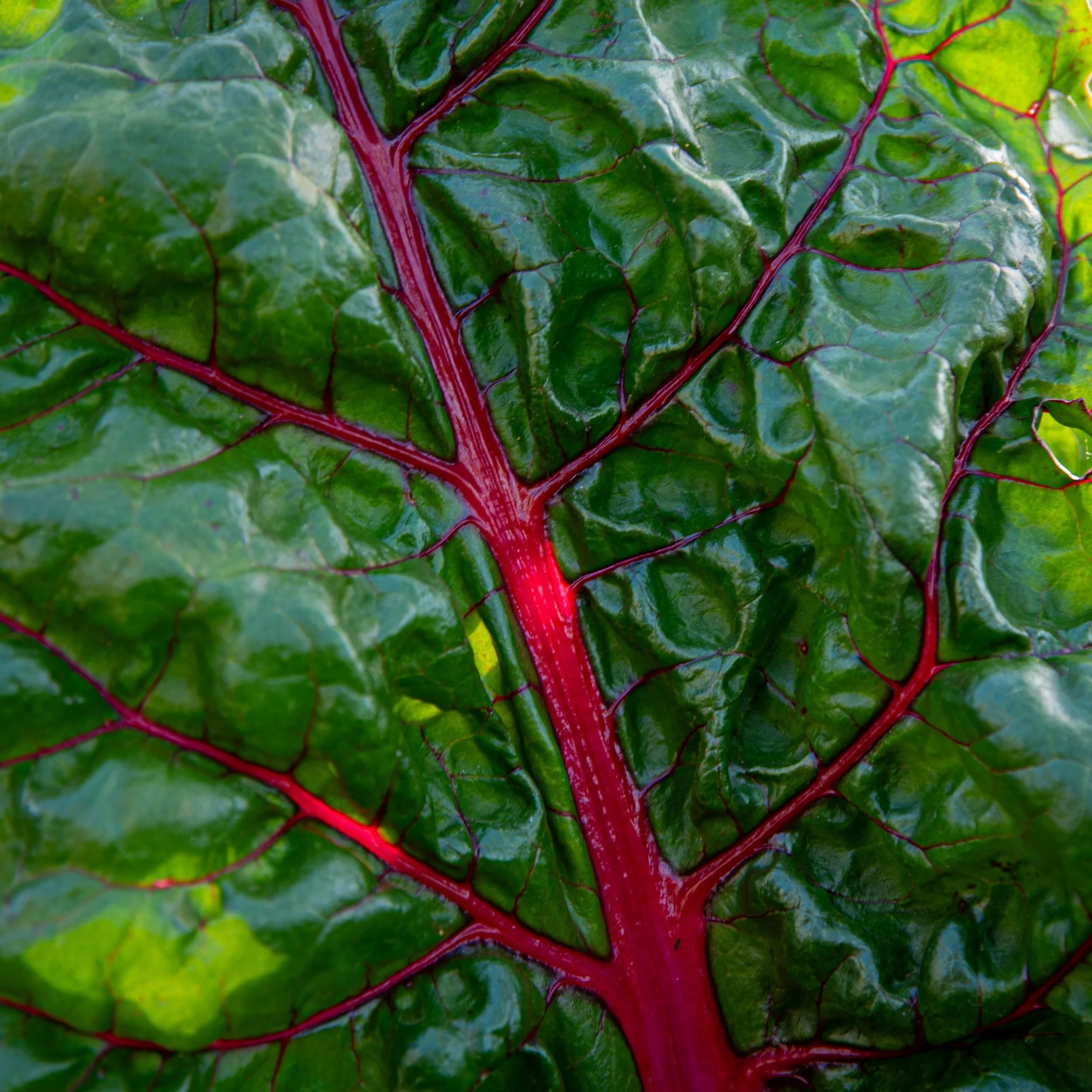 macro shot of a ruby chard leaf showing vivid red veins against deep green foliage