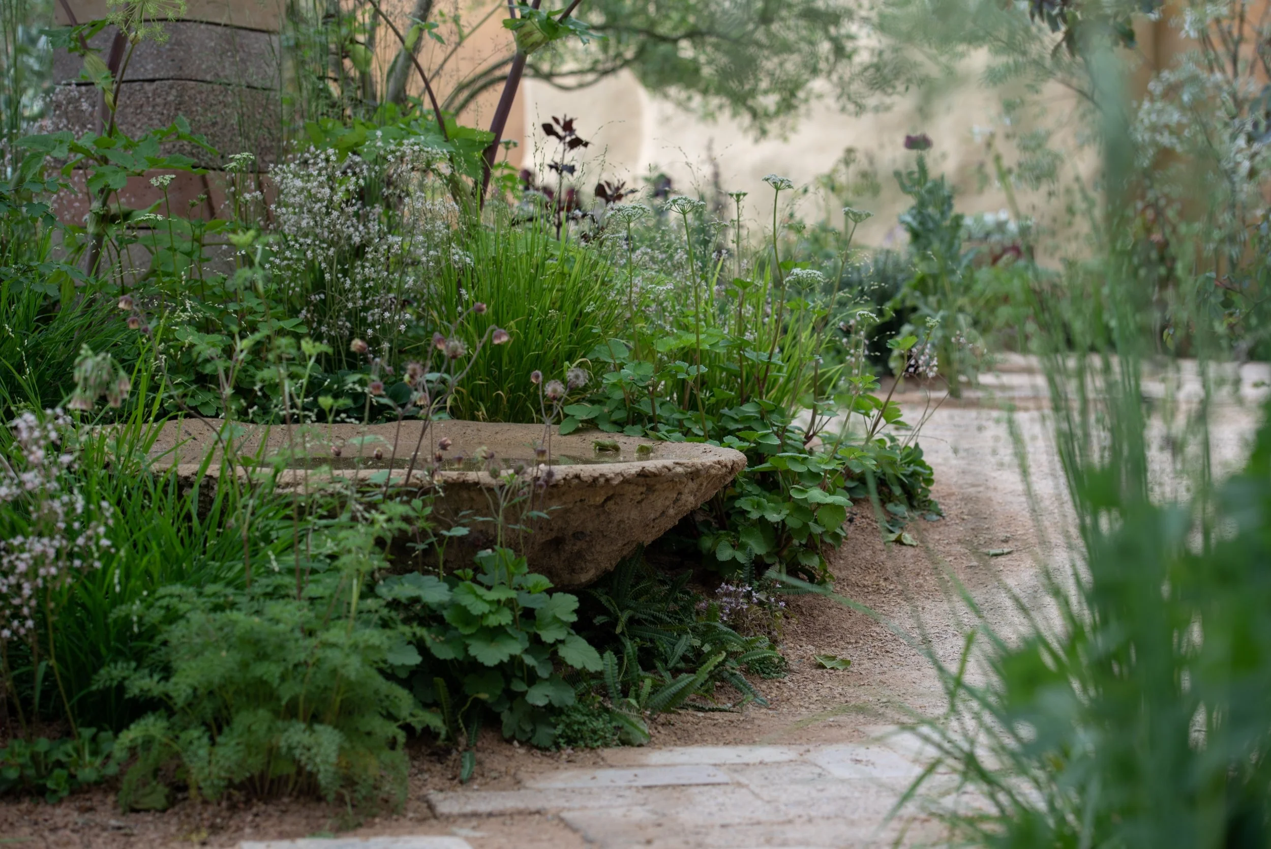A rustic stone birdbath set within a border of grasses and cow parsley, beside a gravel path in Sarah Price's garden. at Chelsea 2023