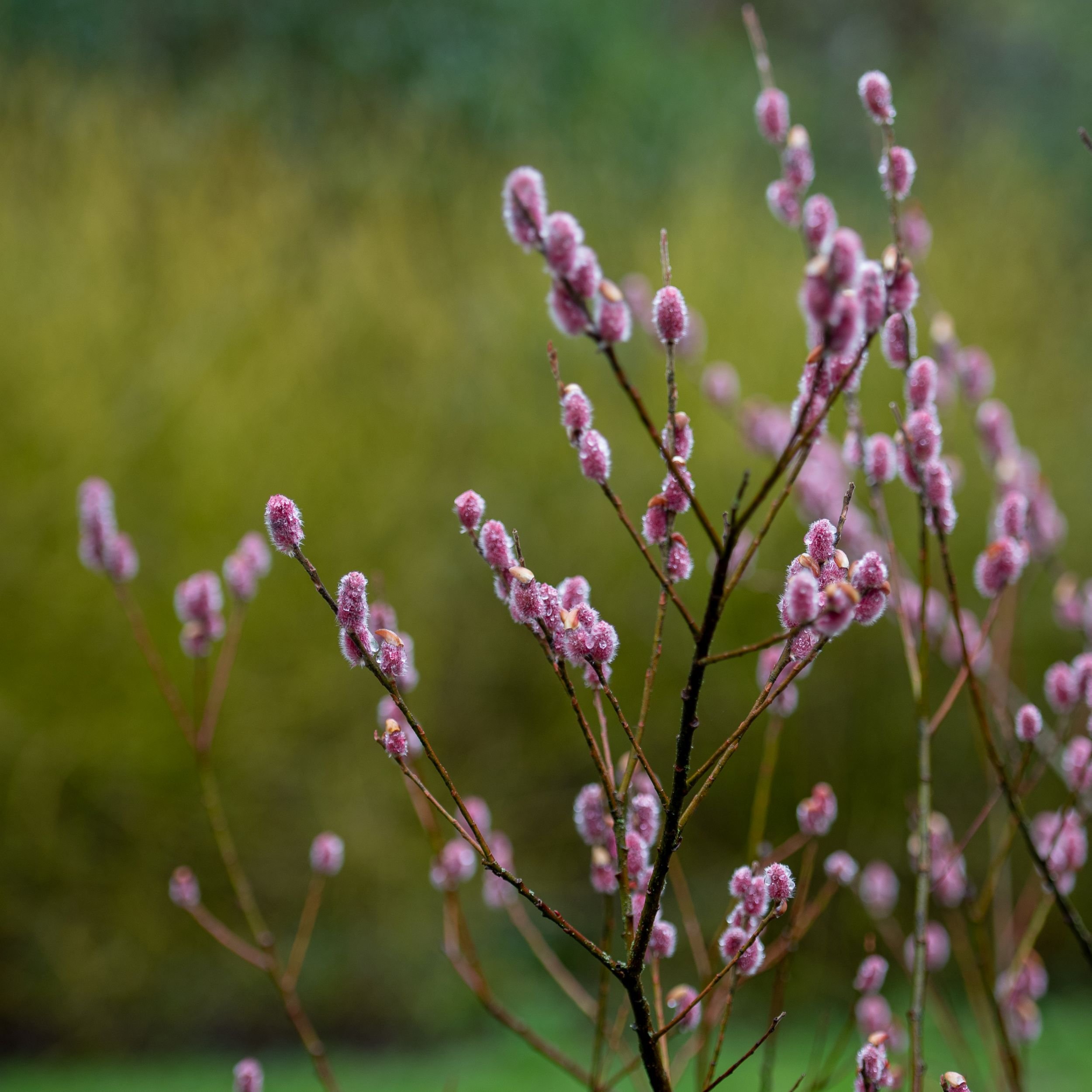 Pink fluffy catkins of Salix gracilistyla 'Mount Aso' at Welford Park