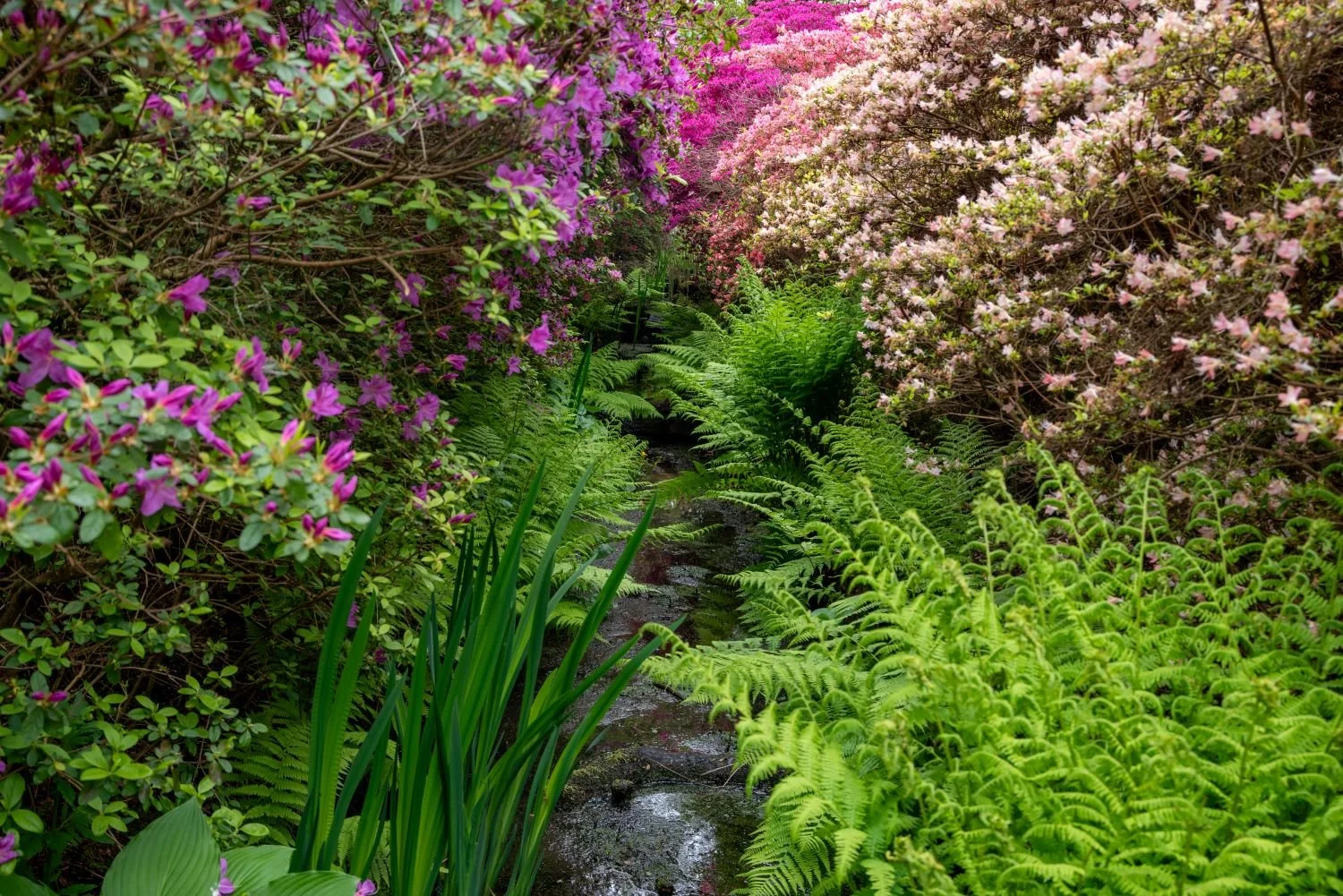 A narrow stream lined with ferns and irises, framed by pink and purple azaleas at Isabella Plantation in Richmond Park.