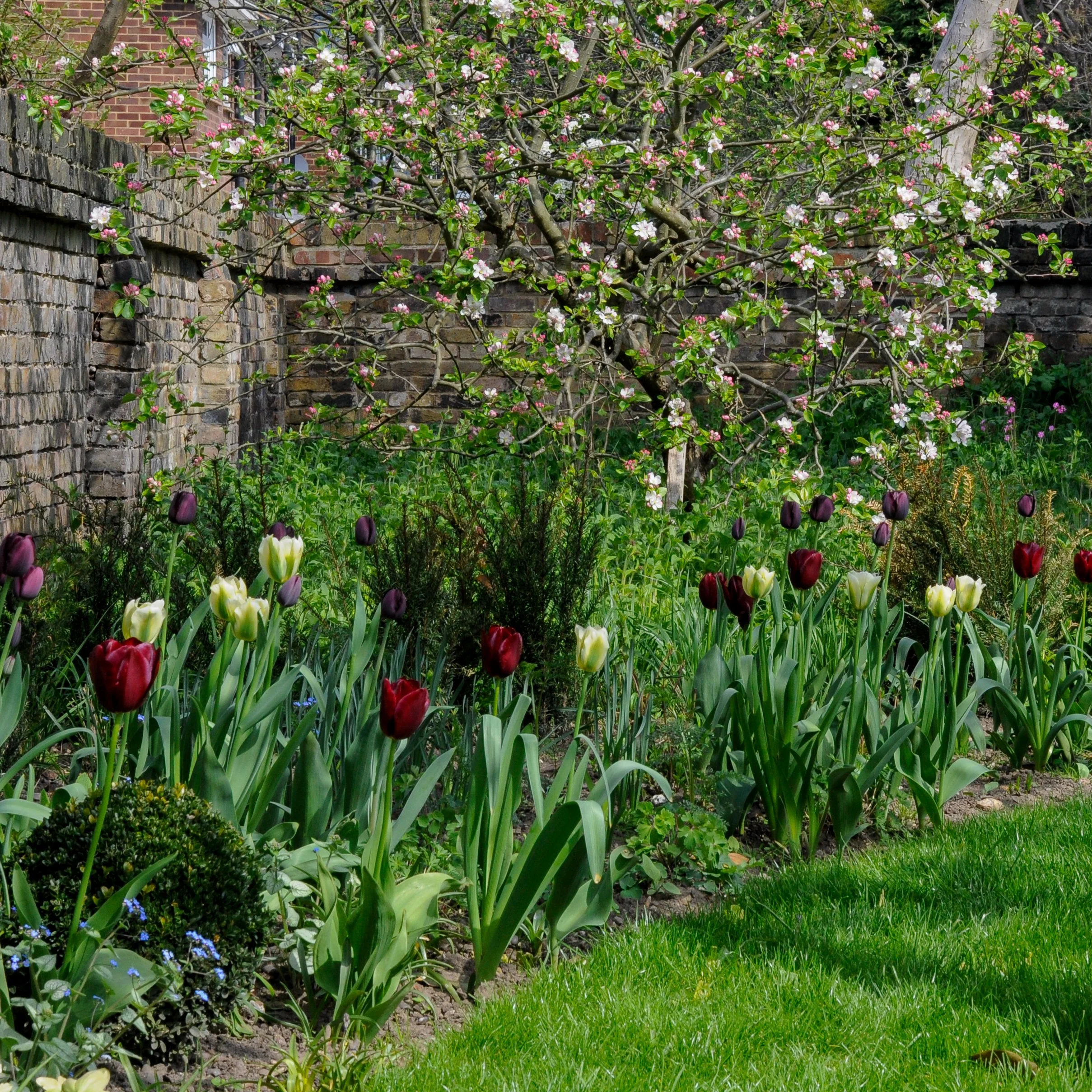 Deep maroon and cream tulips grow in a spring border beneath an apple tree against an old brick wall in London. JaneShanksterGardenDesign.co.uk.

Almost-black tulips stand alongside pale cream varieties in this spring border, planted beneath the bare