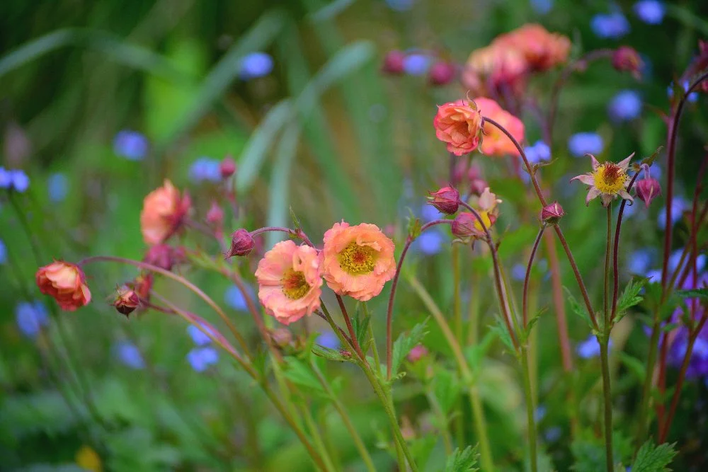 Apricot-orange Geum Mai Tai flowers nod on slender stems above green foliage in a Teddington flower garden, with soft blue forget-me-nots blurred in the background. JaneShanksterGardenDesign.co.uk.

Geum Mai Tai brings a warm, peachy glow to the bord