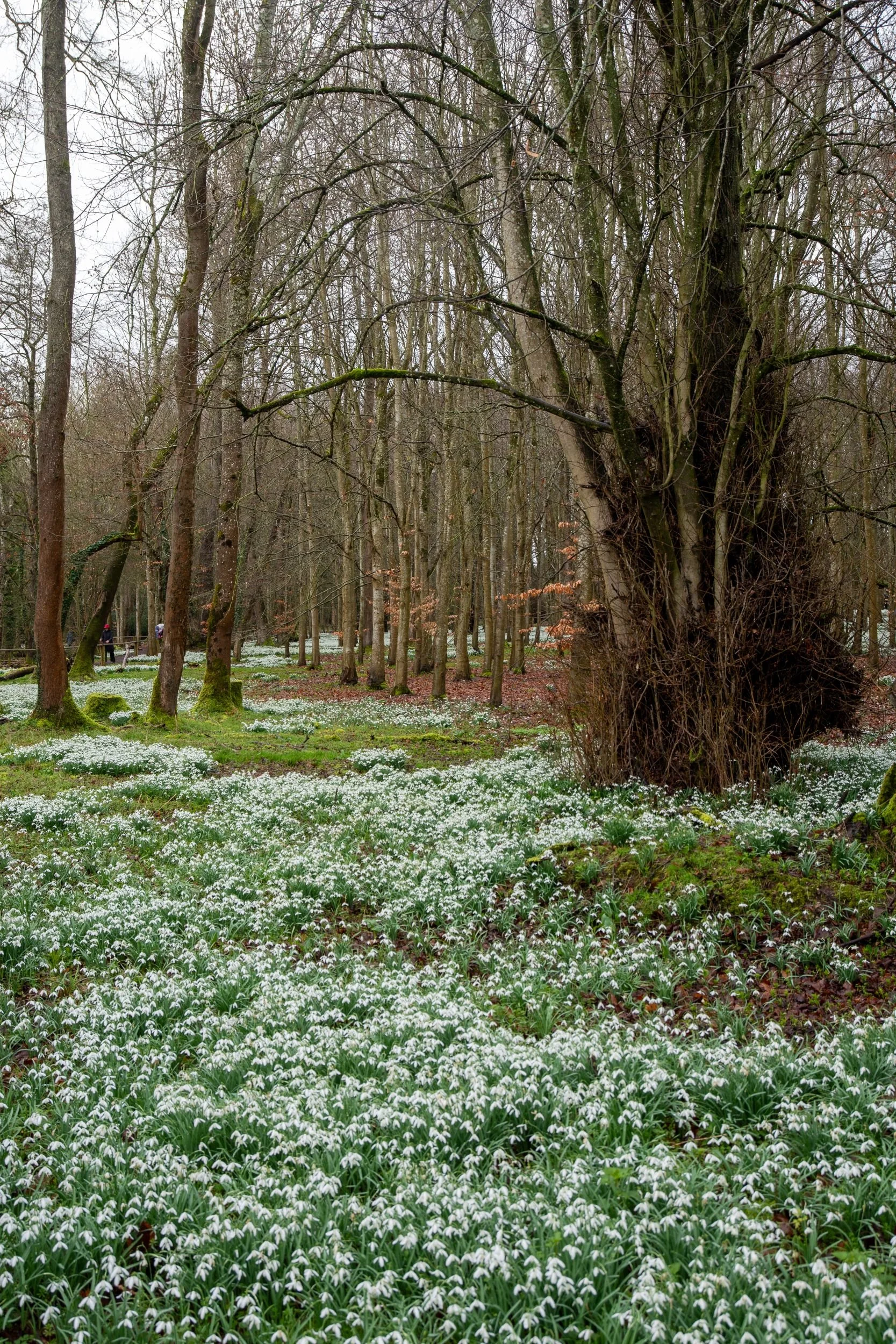 Woodland floor carpeted in snowdrops beneath tall bare trees at Welford Park
