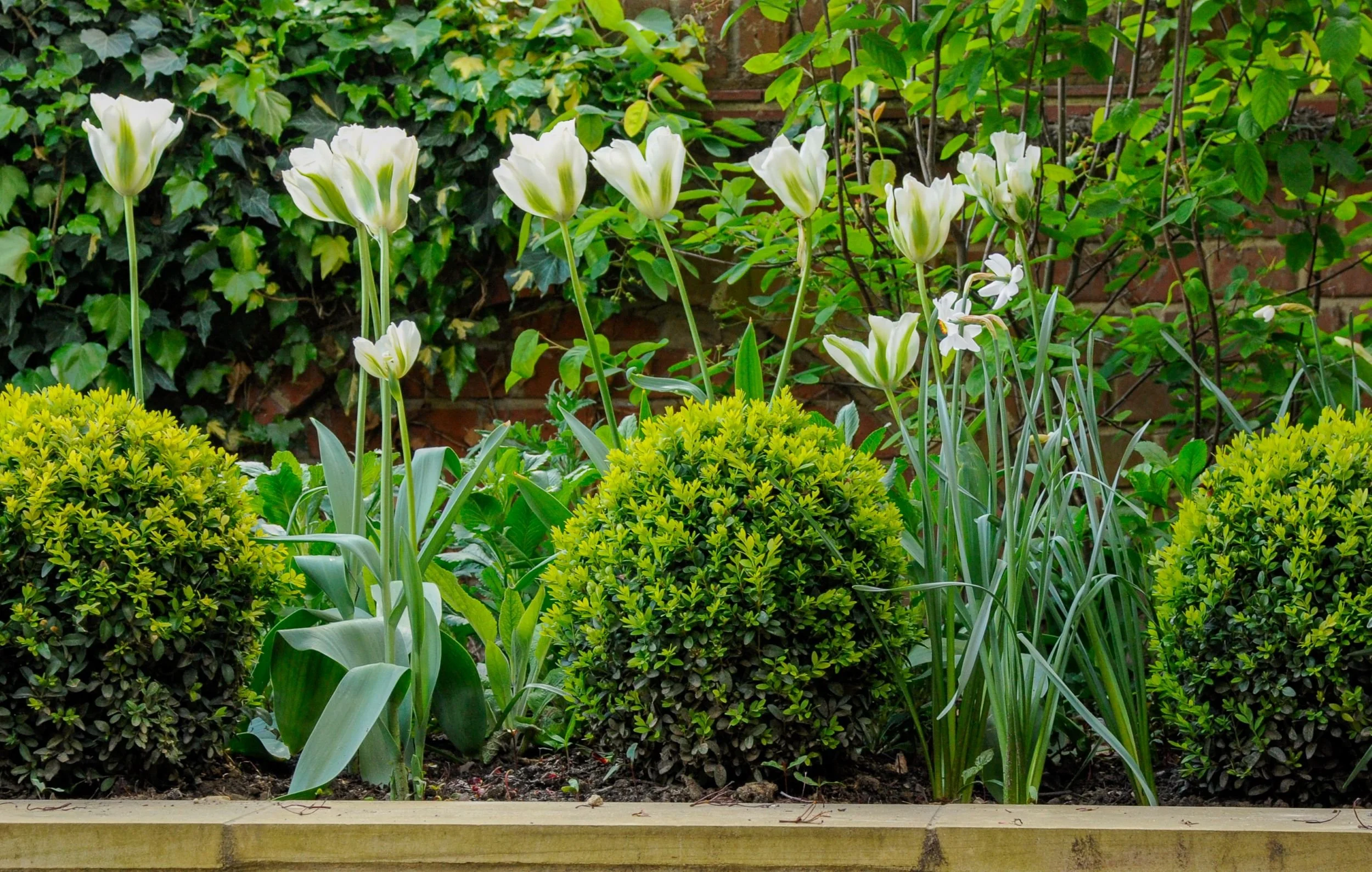 Wimbledon Village front garden