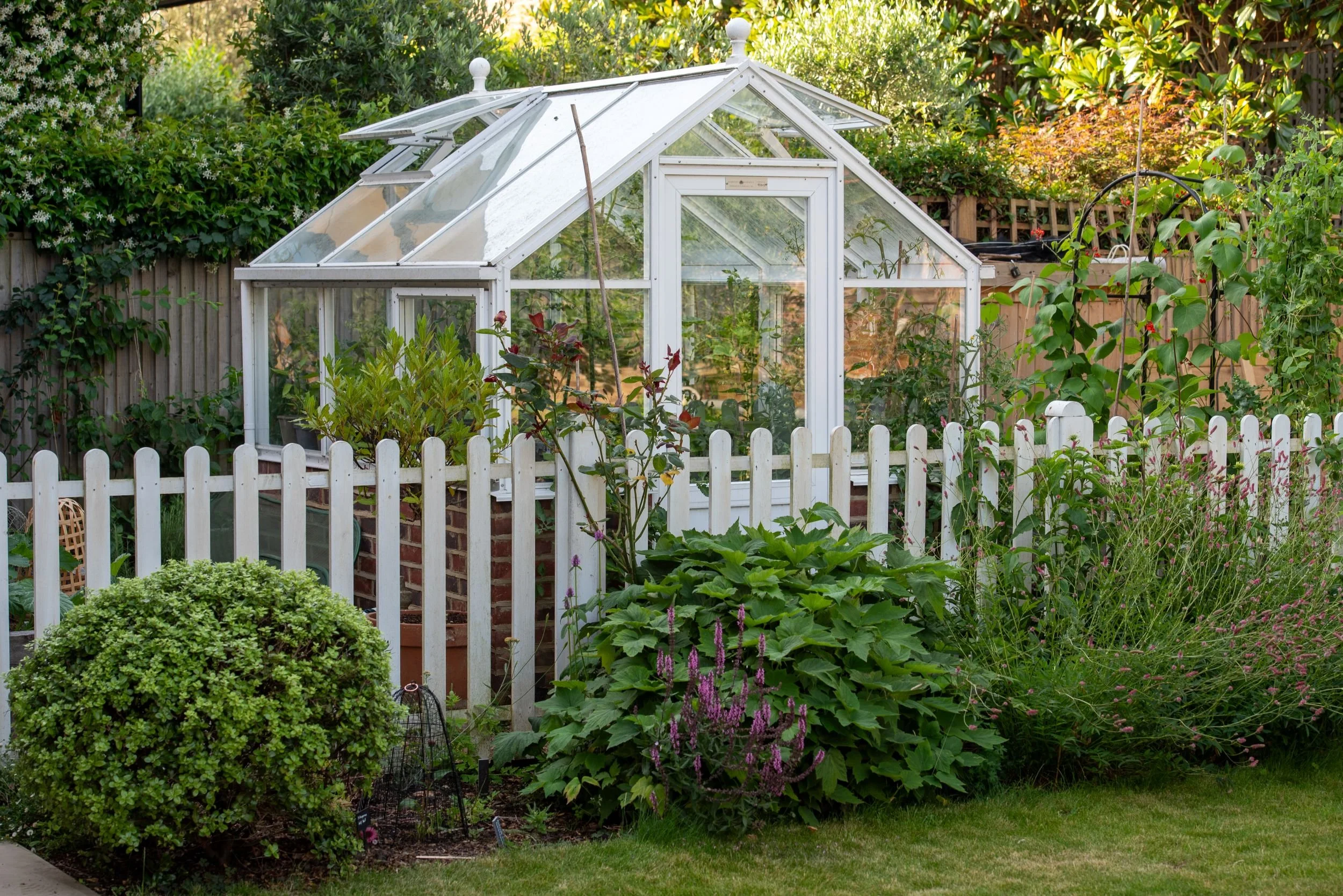 A white-painted greenhouse sits behind a picket fence in a lush Wimbledon Village garden border. JaneShanksterGardenDesign.co.uk

A traditional white-framed greenhouse with its roof vents open peeks above a picket fence, surrounded by roses, salvia a