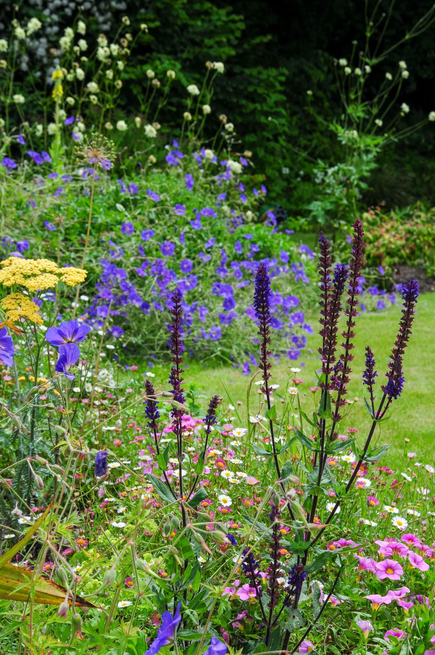 Dark purple salvia spikes rise above pink erigeron daisies and petunias in a mixed border. JaneShanksterGardenDesign.co.uk

Near-black salvia flower spikes stand out among a soft haze of pink erigeron daisies, trailing petunias and golden yarrow, wit