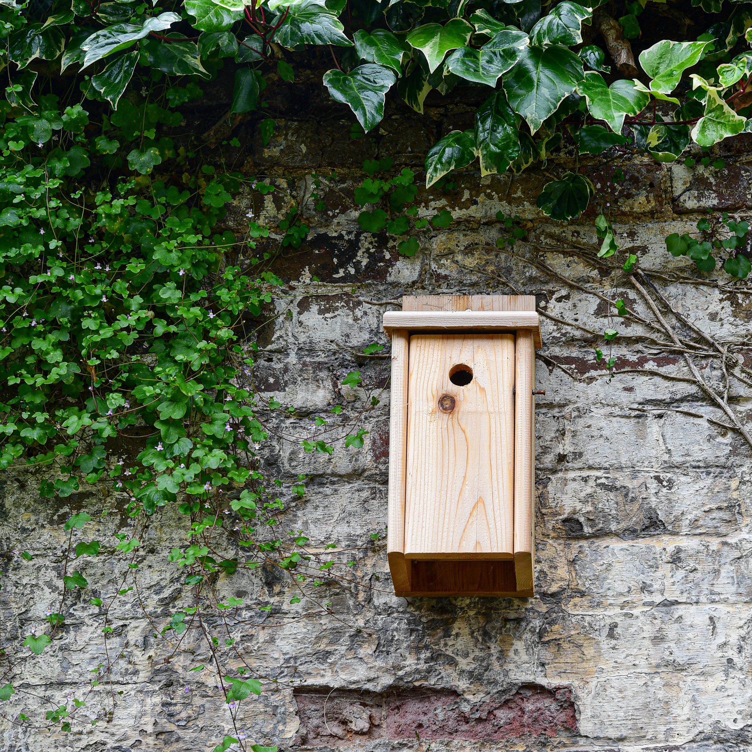 A wooden bird box mounted on an ivy-covered stone wall

A simple wooden bird box is fixed to the old stone wall beneath a canopy of variegated ivy, encouraging nesting birds into this wildlife-friendly Twickenham garden.