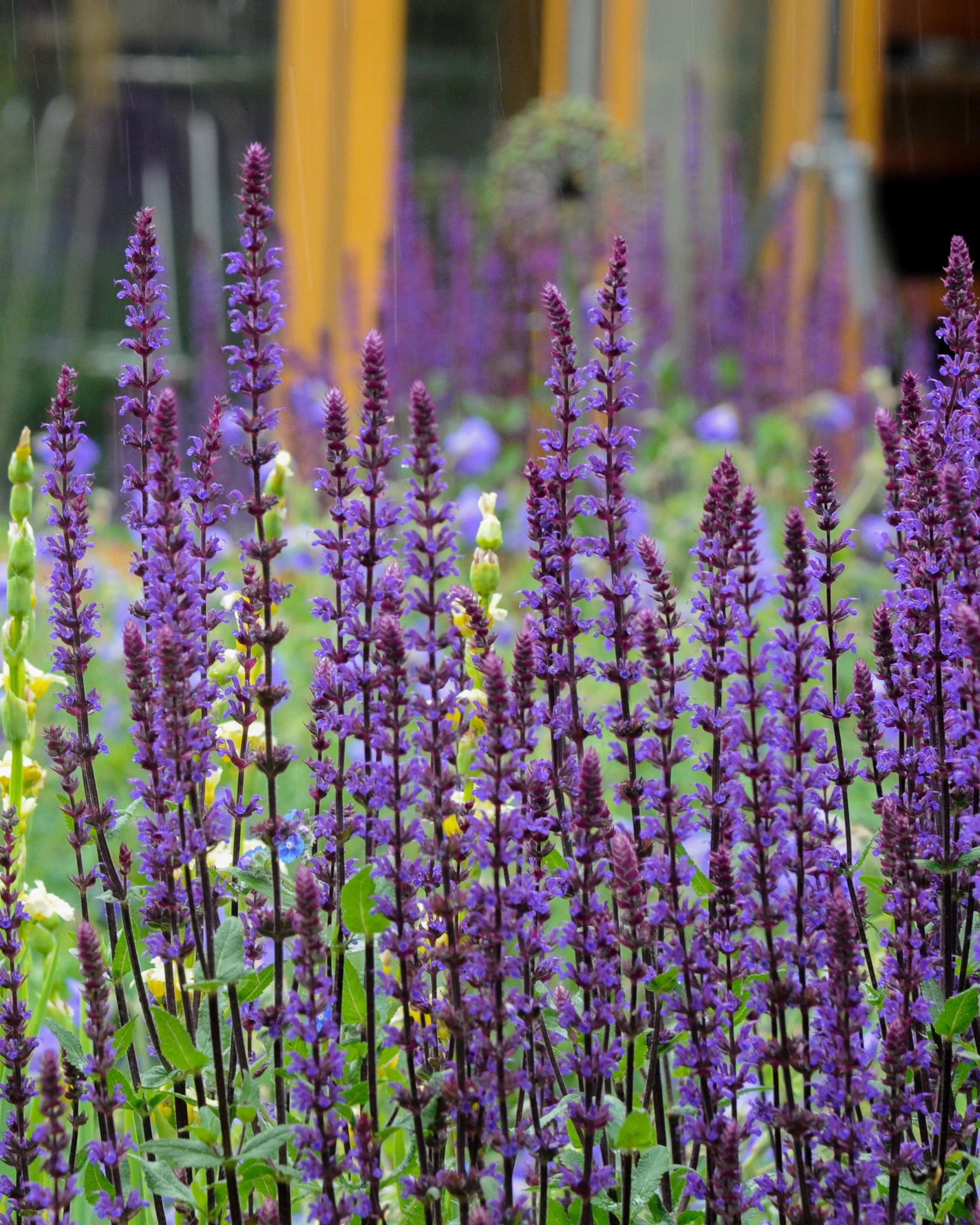 Deep purple salvia flower spikes in a Chiswick town garden border

Dense spikes of deep purple salvia catch the rain in front of the garden room, adding structure and long-lasting colour to this low-allergen border.