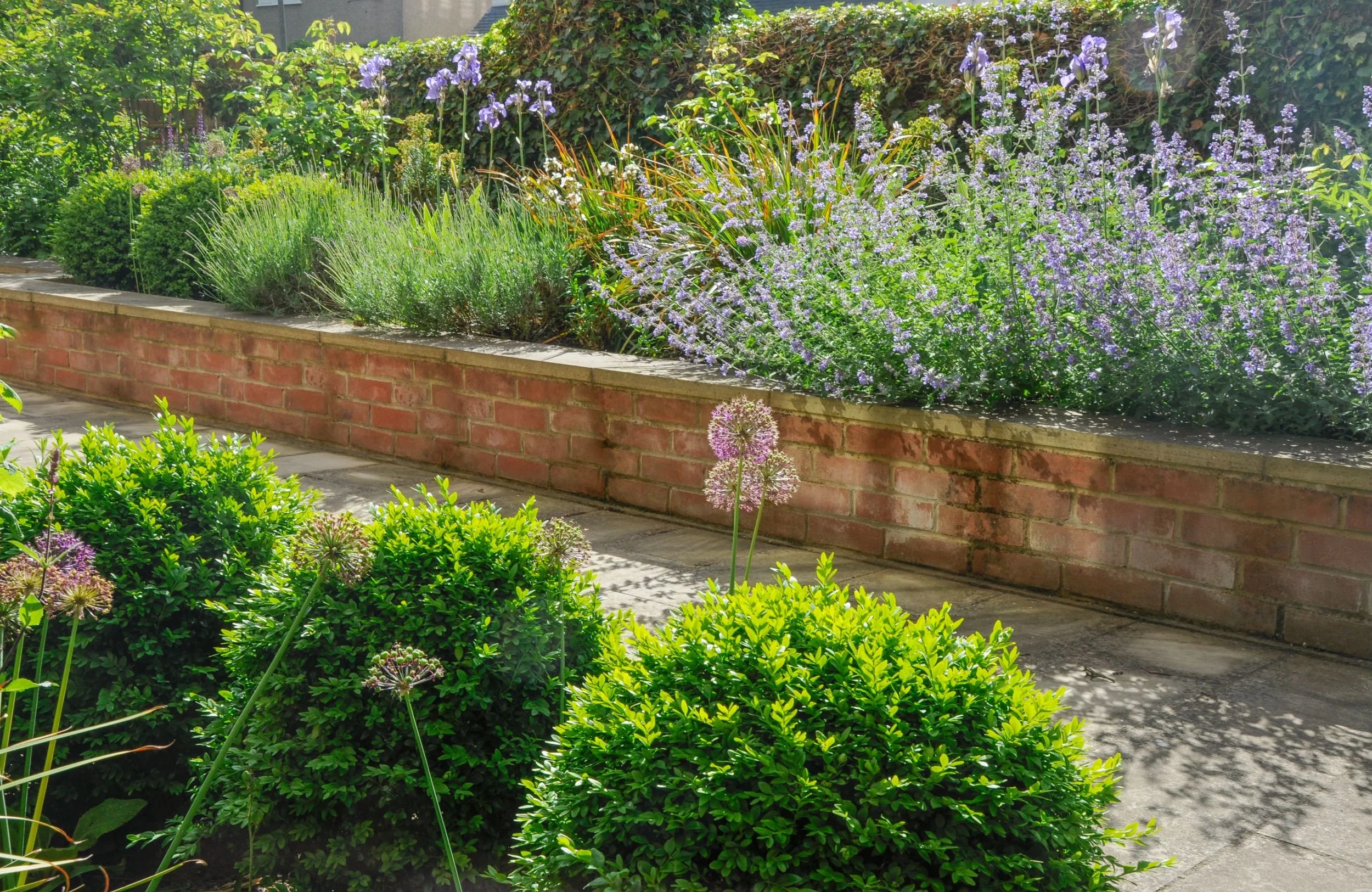 Raised brick border with alliums, box balls and catmint above a Yorkstone path in a Wimbledon Village garden

Drumstick alliums rise above clipped box balls and a haze of catmint in this raised, brick-edged border, photographed from the Yorkstone pat