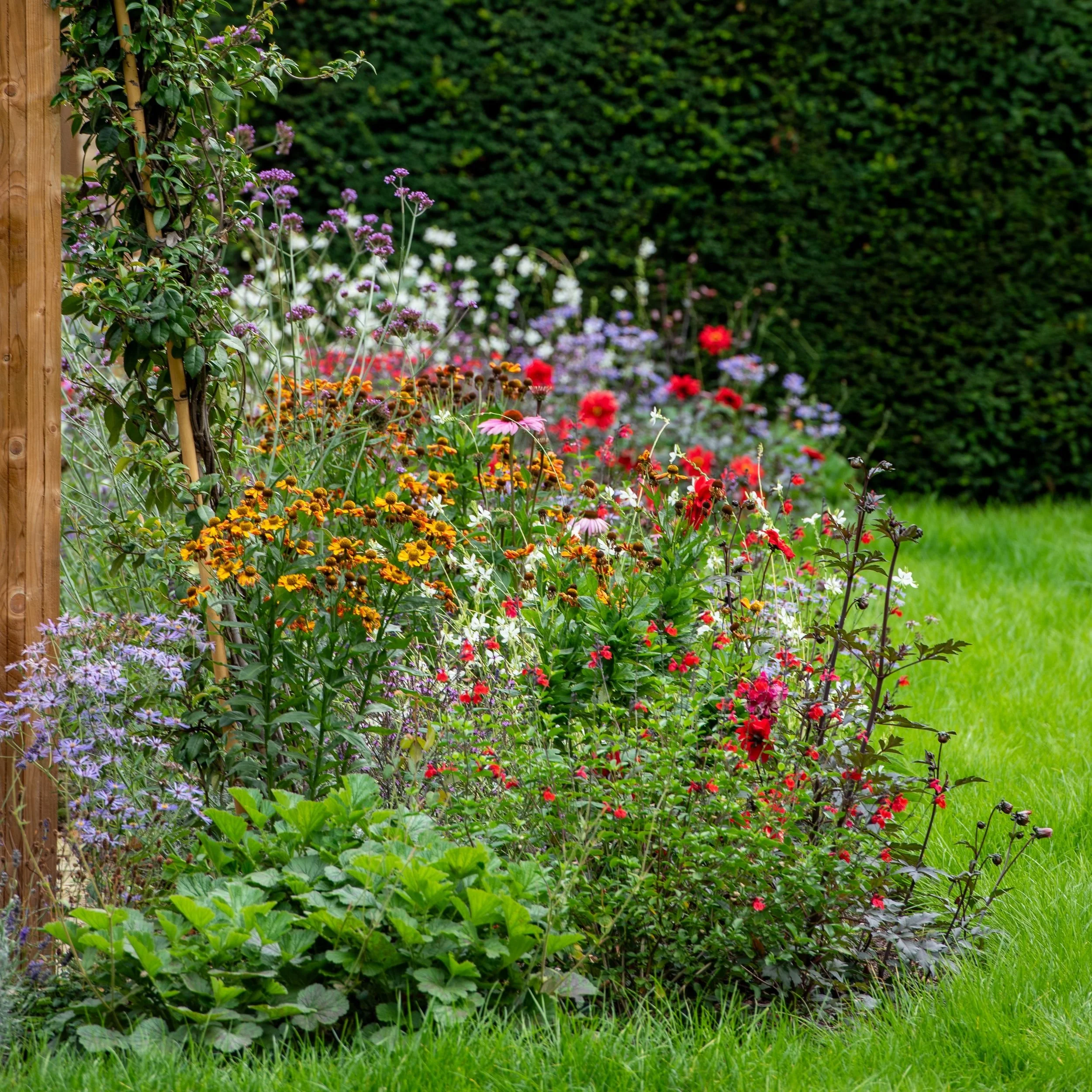 Verbena bonariensis with heleniums and dahlias, Surrey border by Jane Shankster Garden Design

Tall, airy verbena bonariensis rises above a rich tapestry of helenium, echinacea, and dahlias, its see-through habit allowing the layers of colour behind 