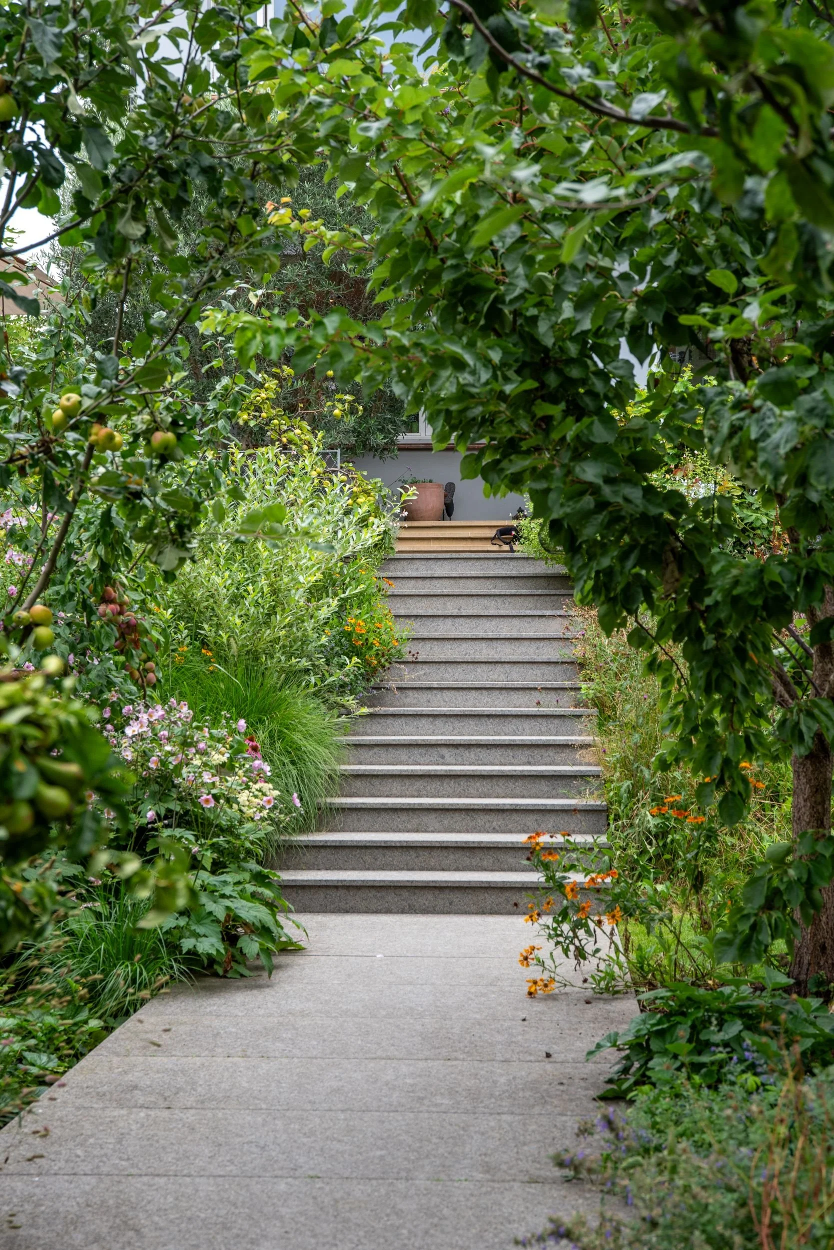 Granite steps rise through an avenue of espaliered fruit trees and flowering perennials in a Raynes Park terraced garden. JaneShanksterGardenDesign.co.uk.

Trained apple and pear trees arch overhead here, framing a flight of granite steps that climbs