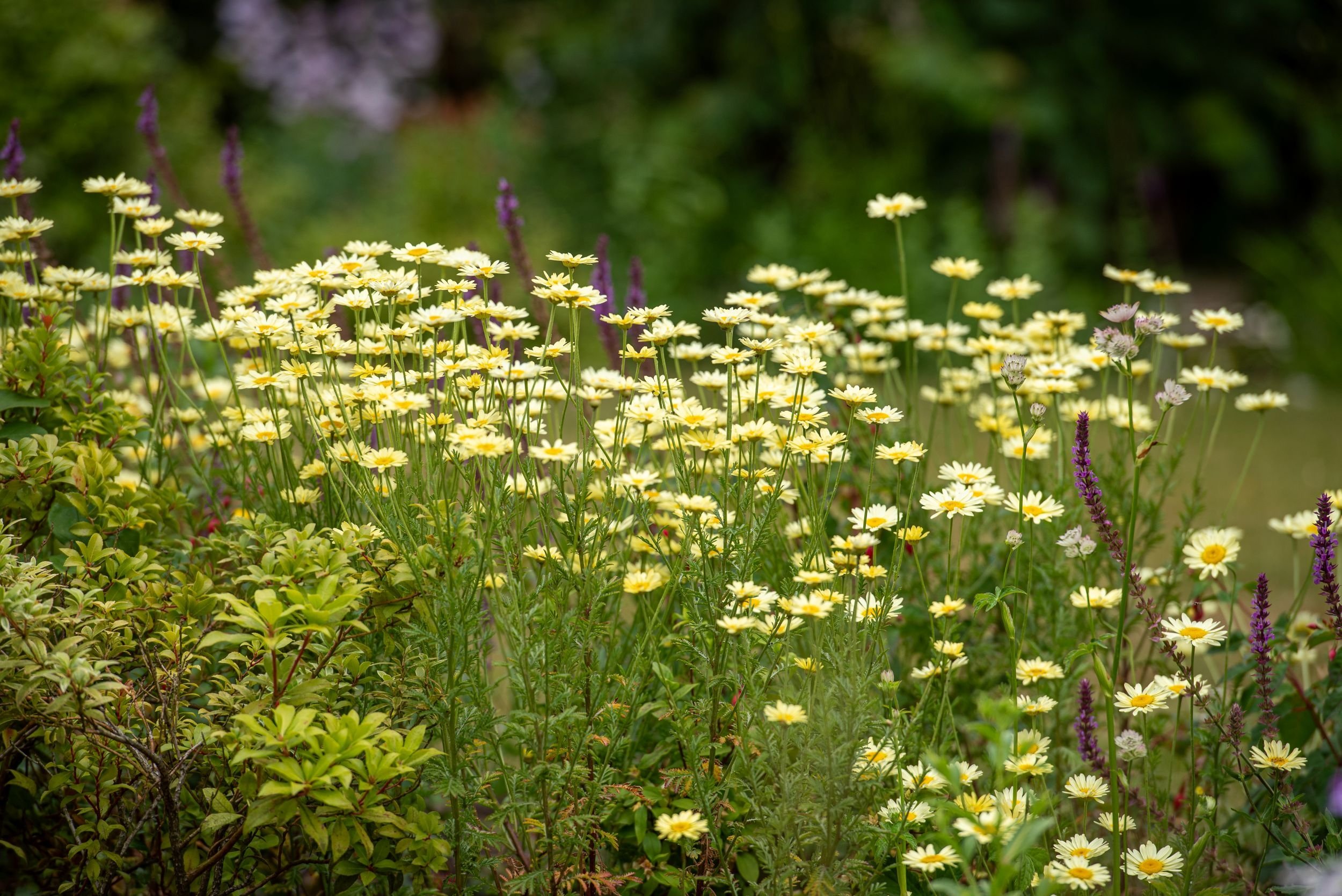 Purple phlox and yellow daisies against clipped hedge, Surrey garden replanting by Jane Shankster Garden Design

Purple phlox blooms stand out among a froth of pale yellow anthemis daisies, set against a neatly clipped variegated hedge. This layered 