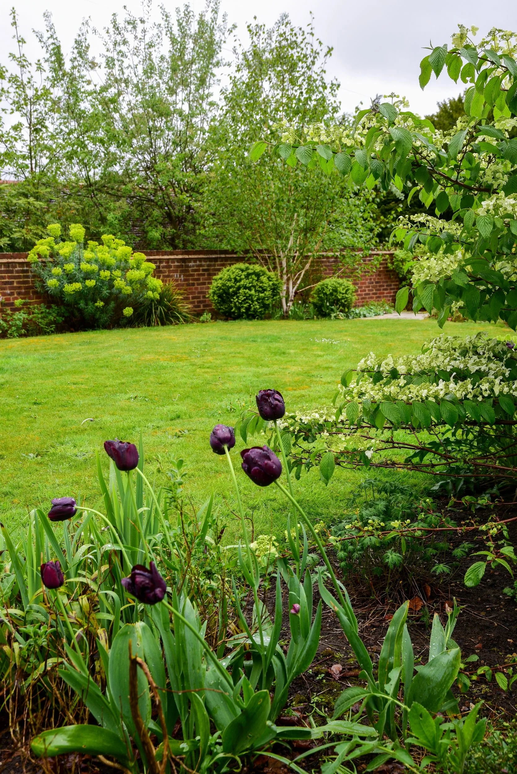 Dark purple tulips stand in front of white hydrangea blooms beside a garden lawn. JaneShanksterGardenDesign.co.uk

Rich purple tulips rise in the foreground of a border where white hydrangea paniculata and clipped box balls meet a neatly mown lawn en