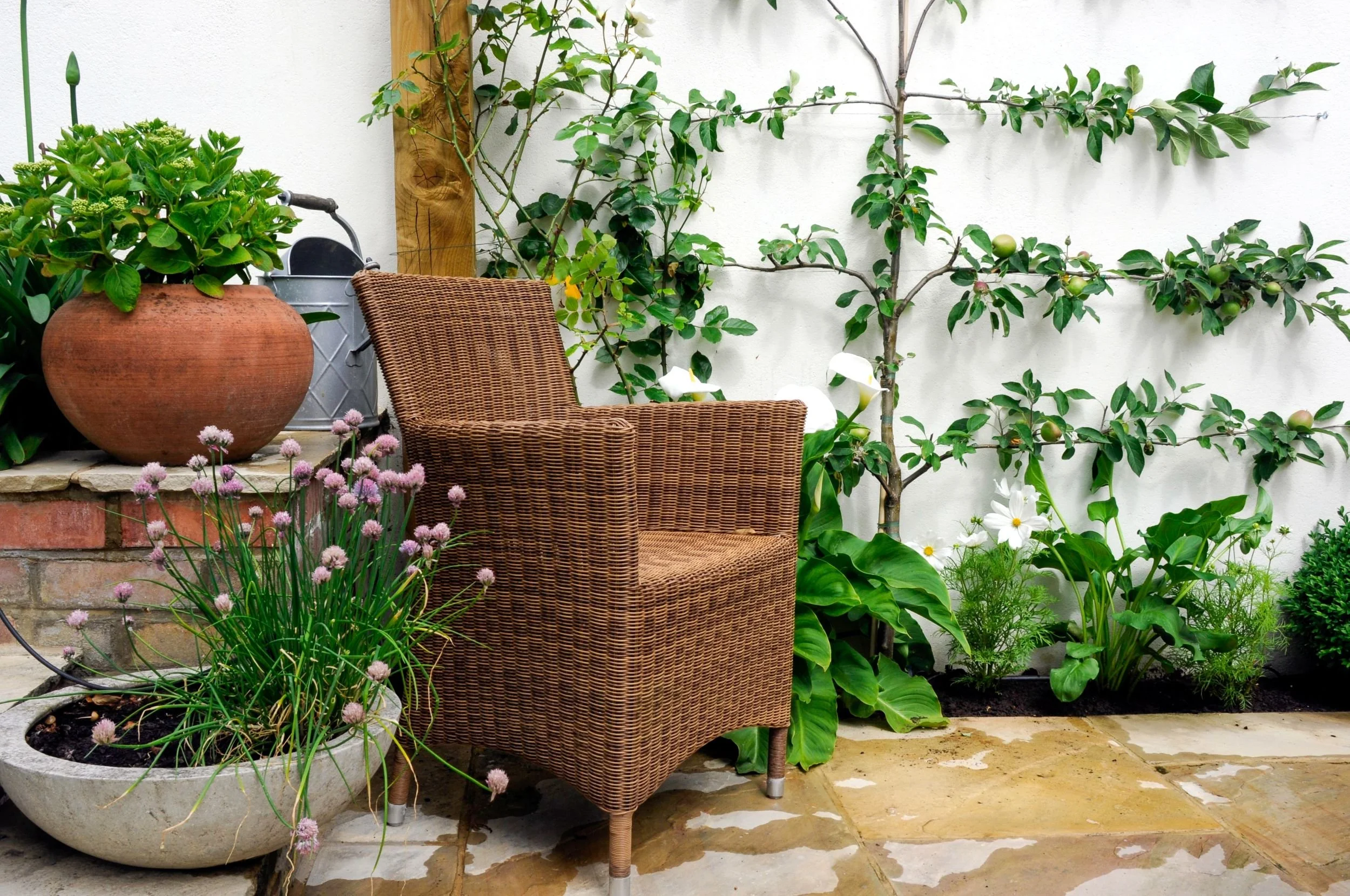 A wicker armchair beside a terracotta pot of chives and an espaliered apple tree trained against a wall

A wicker armchair sits beside a large terracotta pot and a bowl of flowering chives, with an espaliered apple tree trained flat against the white