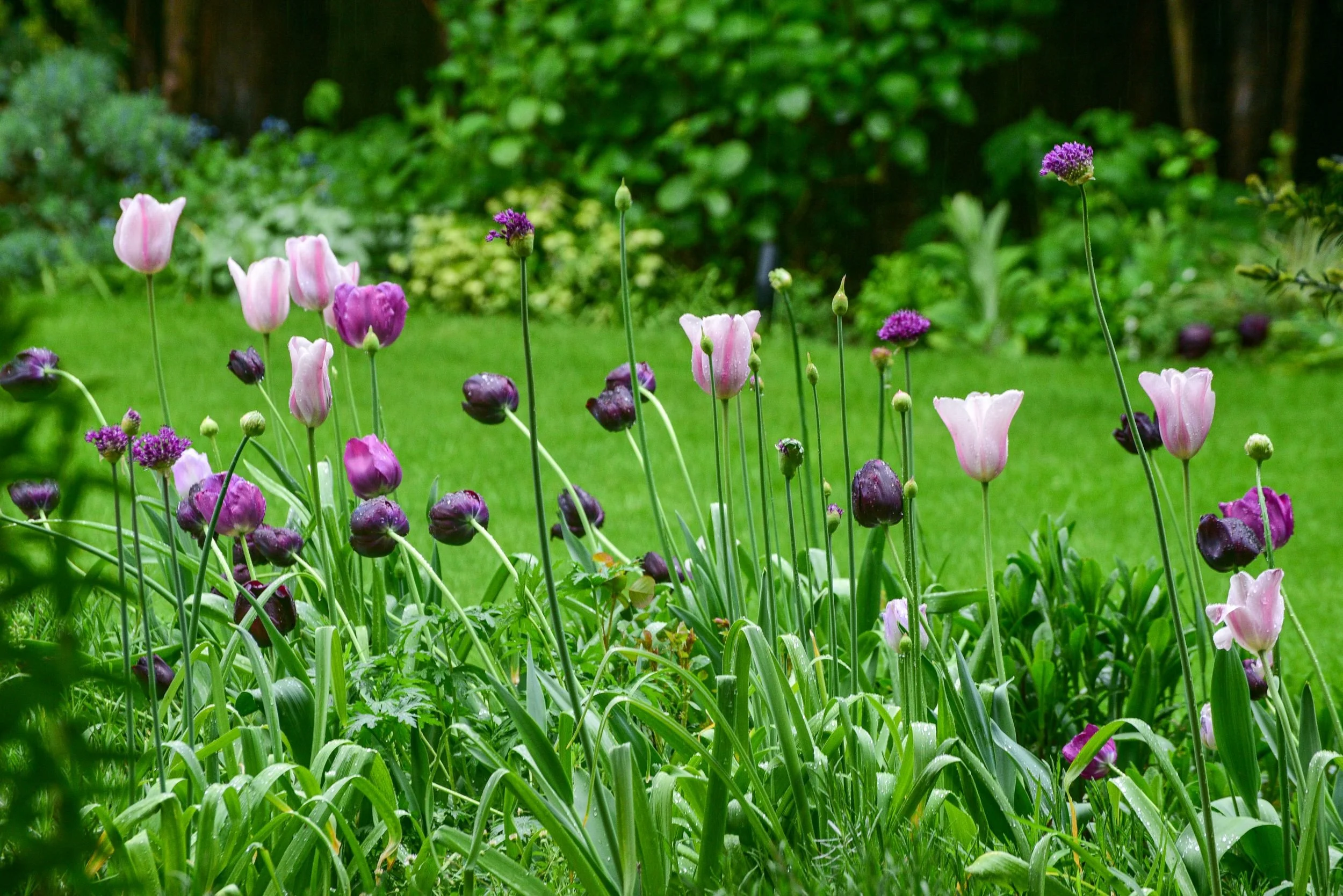 Deep purple and pale pink tulips bloom together in a spring border, with alliums budding nearby. JaneShanksterGardenDesign.co.uk

Near-black Tulipa 'Negrita' and pale pink 'Mistress Mystic' tulips rise together against the lawn, with alliums just com
