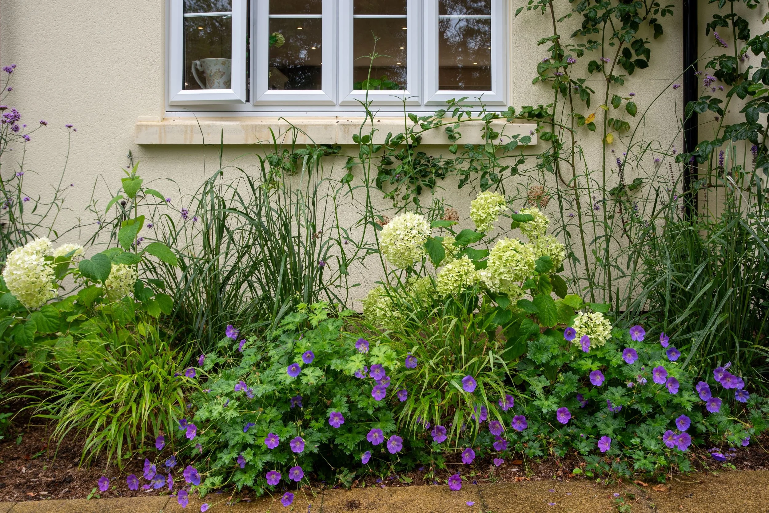 Front garden border against the house wall with white hydrangeas, purple hardy geraniums and climbing roses beneath a window.
