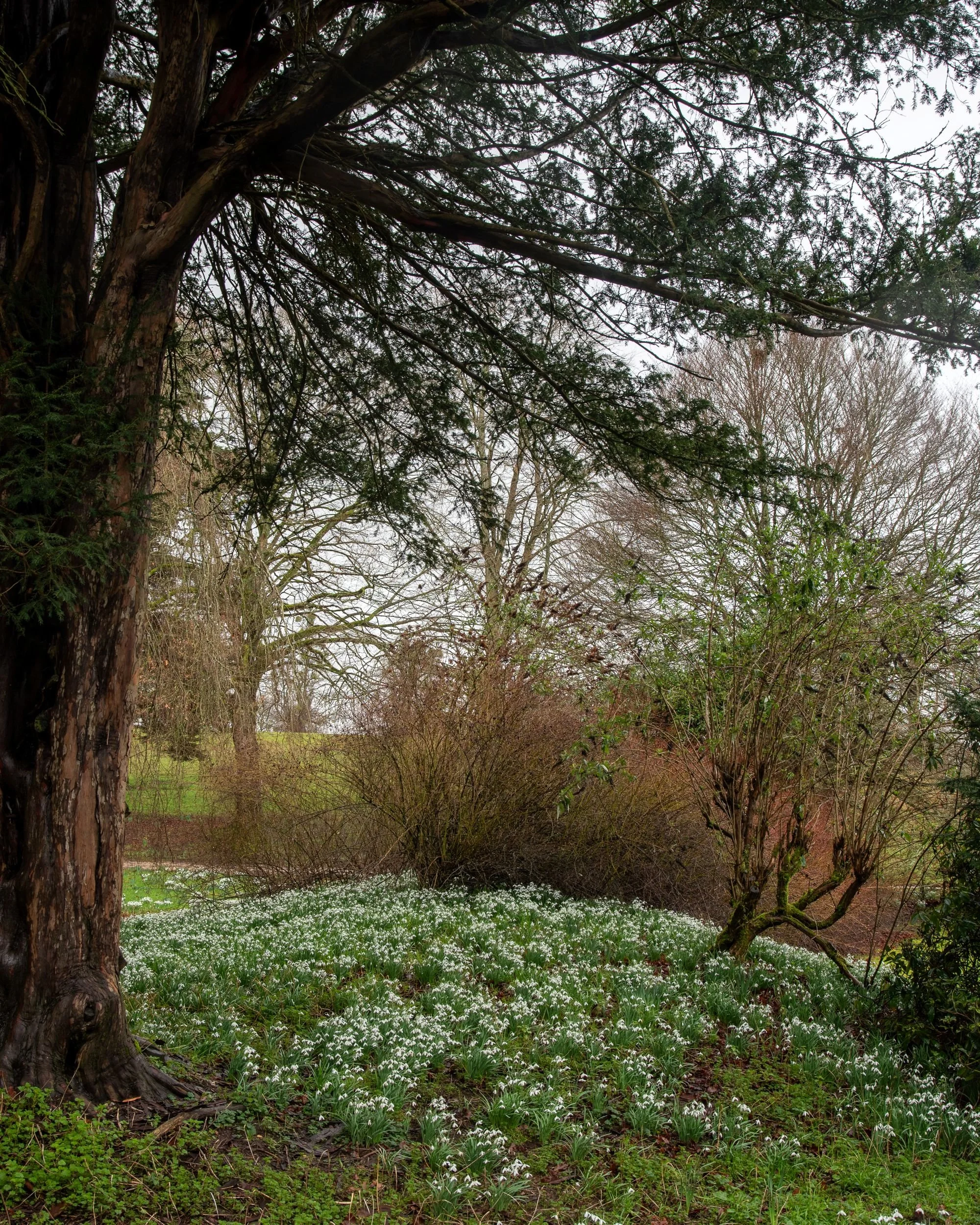 View through a yew tree's branches across a snowdrop meadow at Welford Park