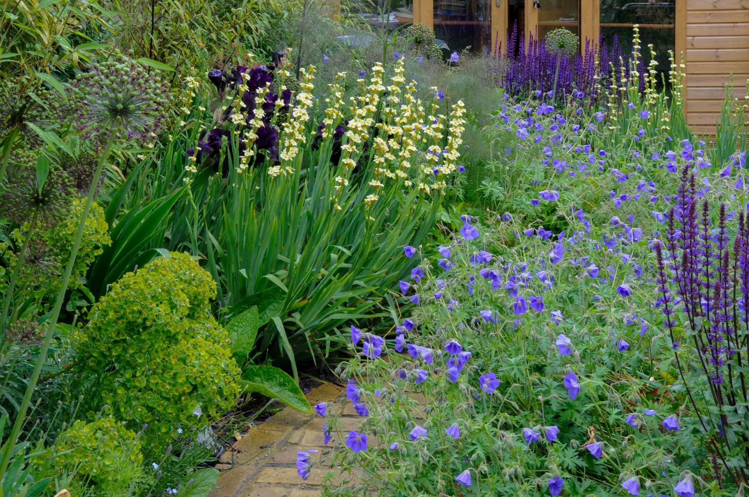 Reclaimed brick path curving through a colourful low-allergen border in Chiswick

A reclaimed brick path curves through the border, with black bearded iris, yellow sisyrinchium and drifts of geranium and salvia planted for a garden designed to minimi