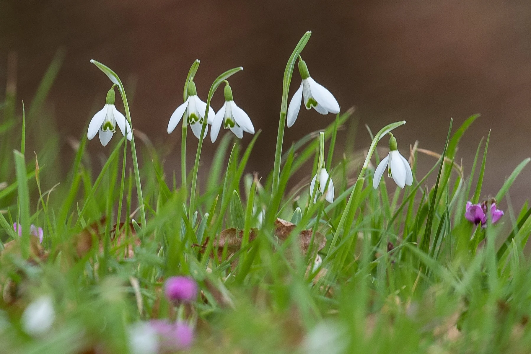 Snowdrops nodding among blades of grass, with pink cyclamen flowers blurred in the foreground.