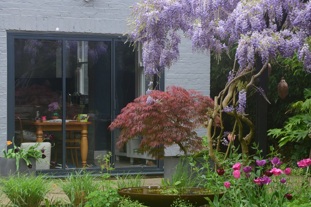 Cascading lilac wisteria and a deep red Japanese acer frame the doors of a grey-painted house in a Teddington garden, with a rusted water bowl and pink tulips in the foreground. JaneShanksterGardenDesign.co.uk.

Wisteria in full bloom cascades above 