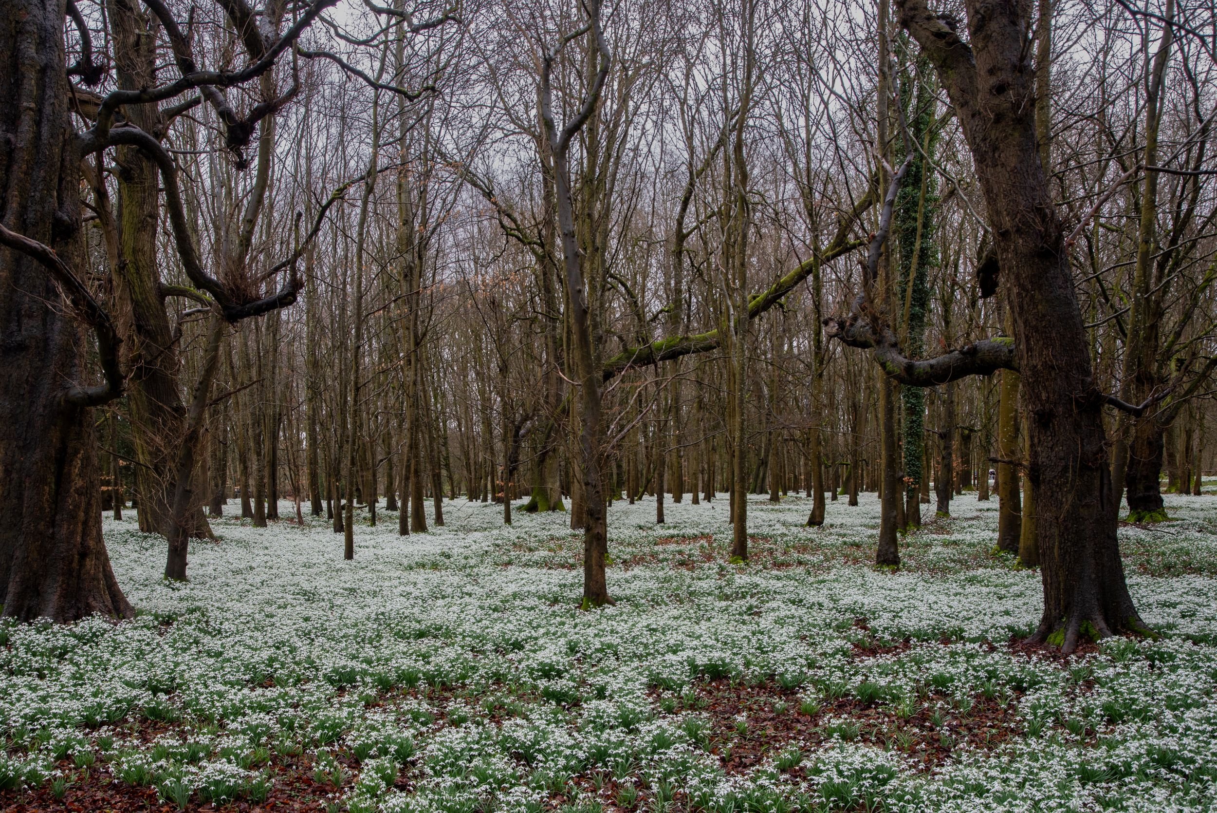 Dense beech woodland with a carpet of snowdrops at Welford Park
