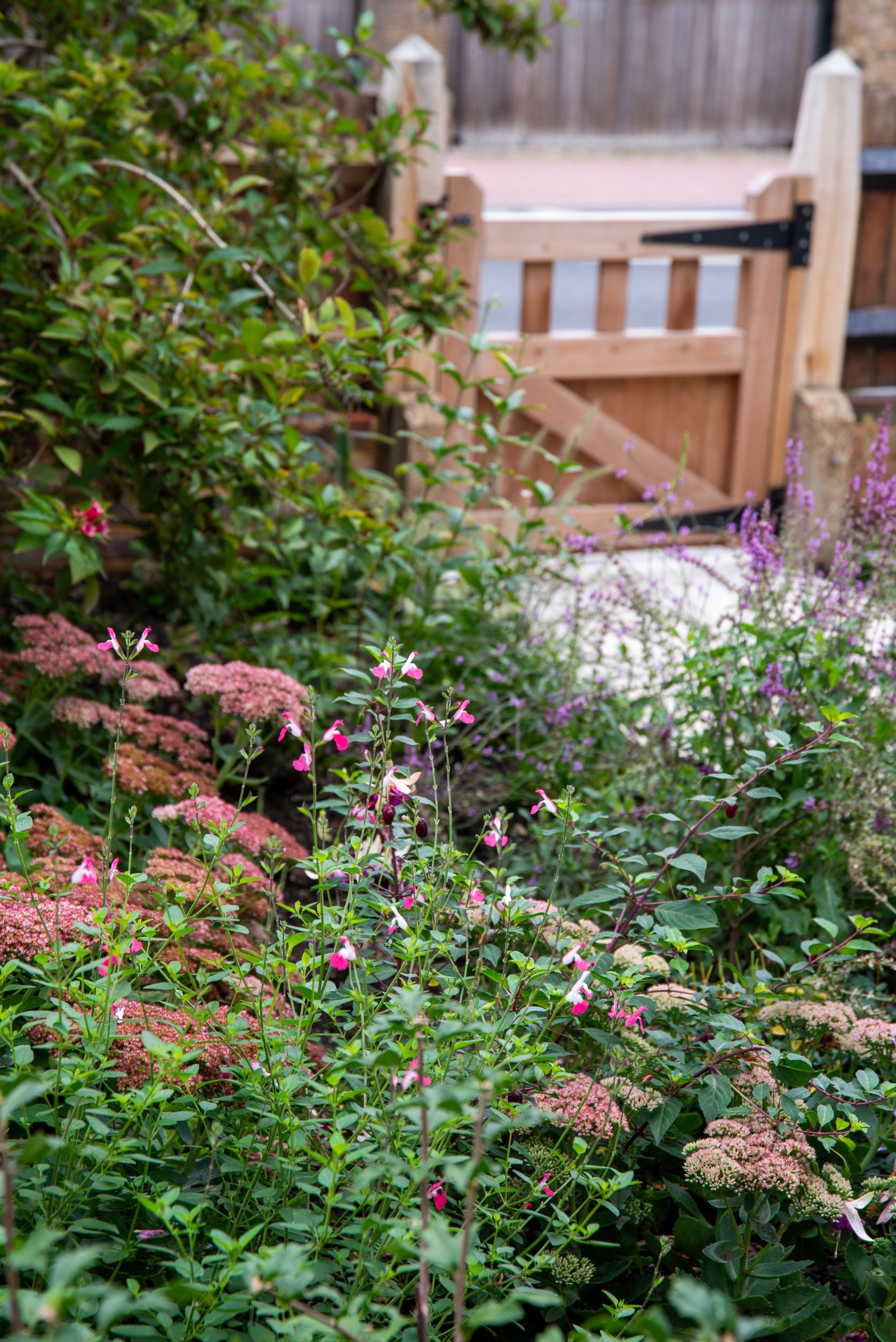 Pink salvia and sedum flowers in a Wandsworth front garden with a wooden gate beyond. Designed by JaneShanksterGardenDesign.co.uk

Vertical view of hot-pink salvia and soft pink sedum flowerheads, underplanted beneath the front hedge near the new tim