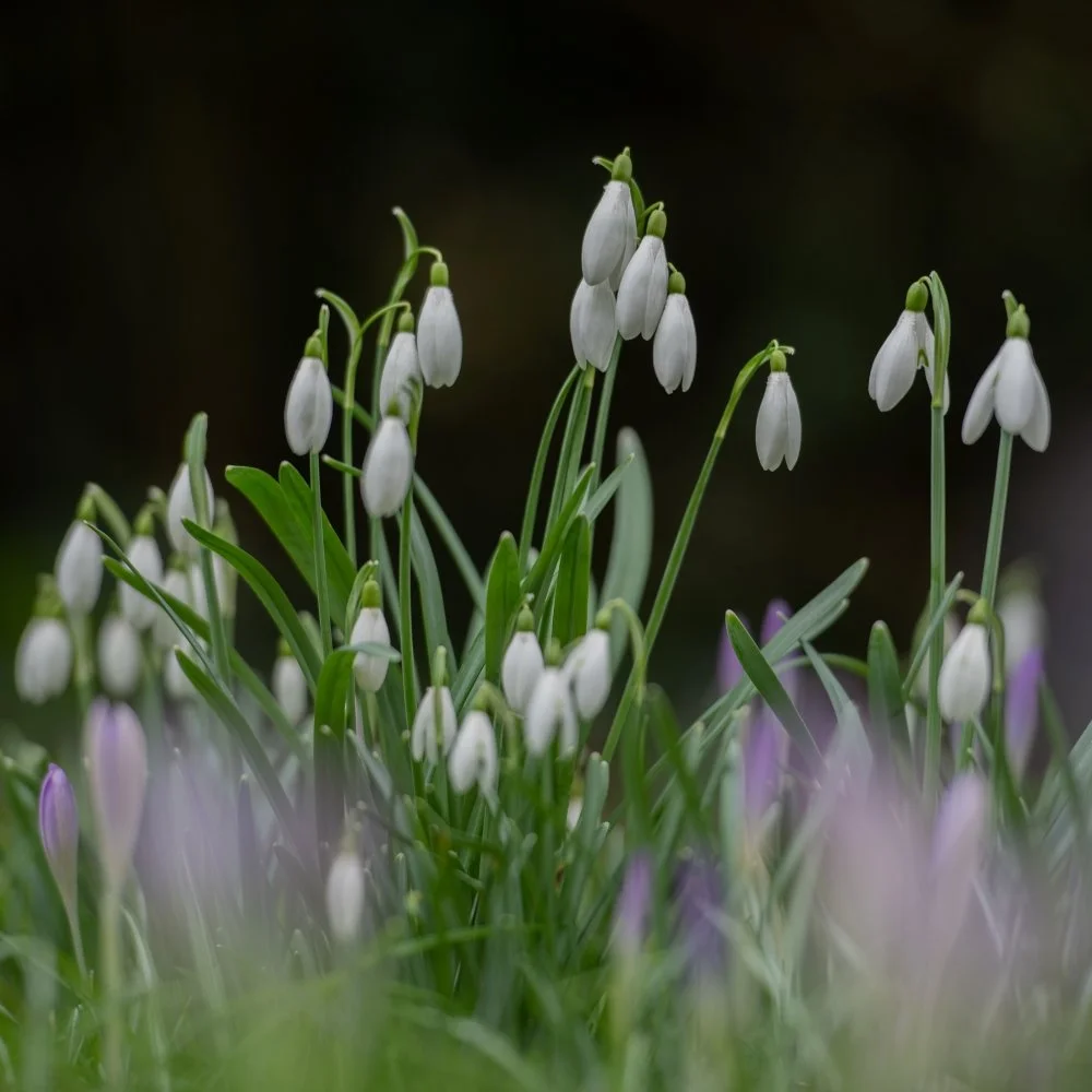 A cluster of snowdrops emerges above crocus shoots in a Berkshire country garden in late winter. JaneShanksterGardenDesign.co.uk.

Long before the borders wake up, snowdrops are already doing the work, their nodding white heads pushing through bare s