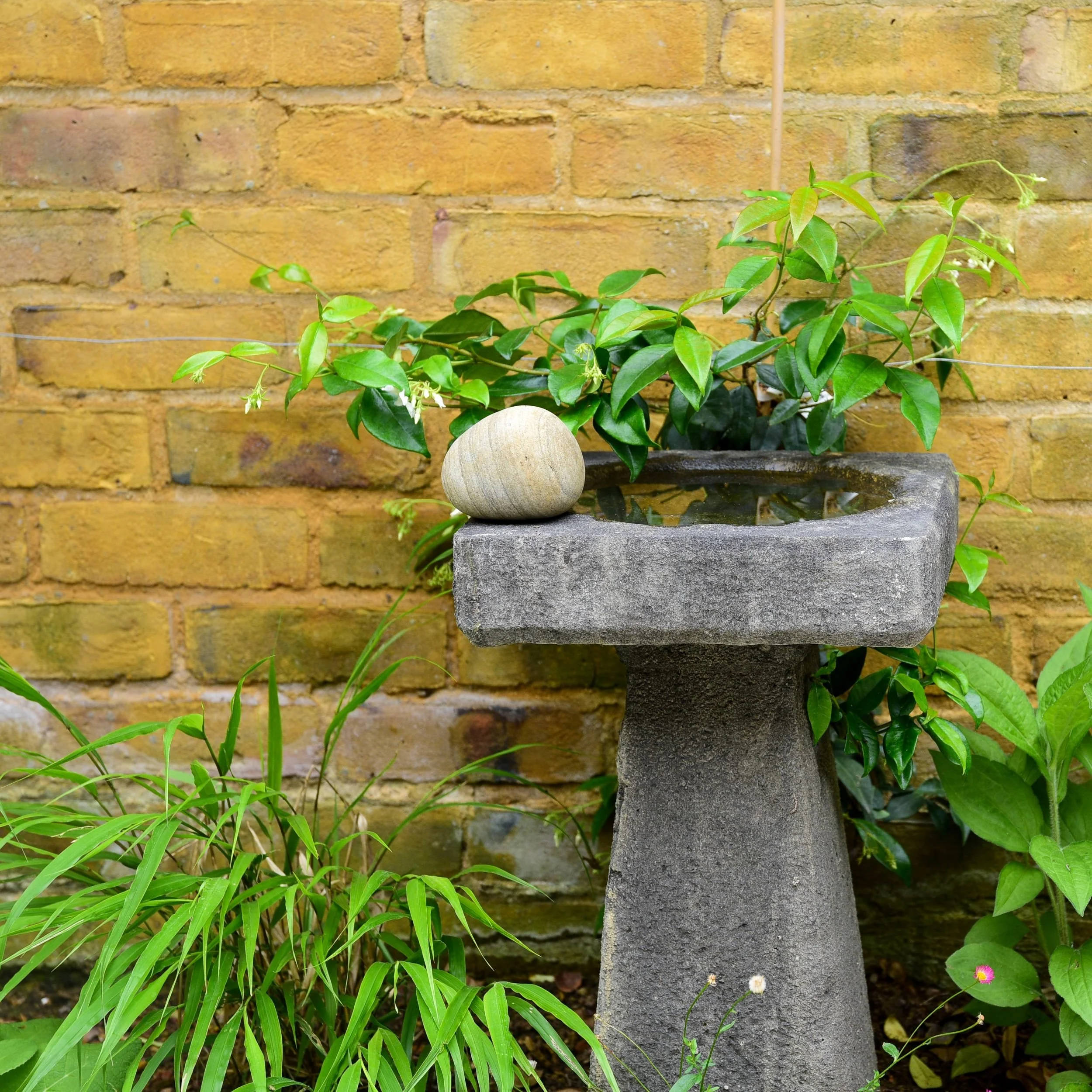 A stone birdbath surrounded by grasses and climbing jasmine against a brick wall

A weathered stone birdbath sits among ornamental grasses and climbing star jasmine, one of several features designed to bring birds and other wildlife into this compact