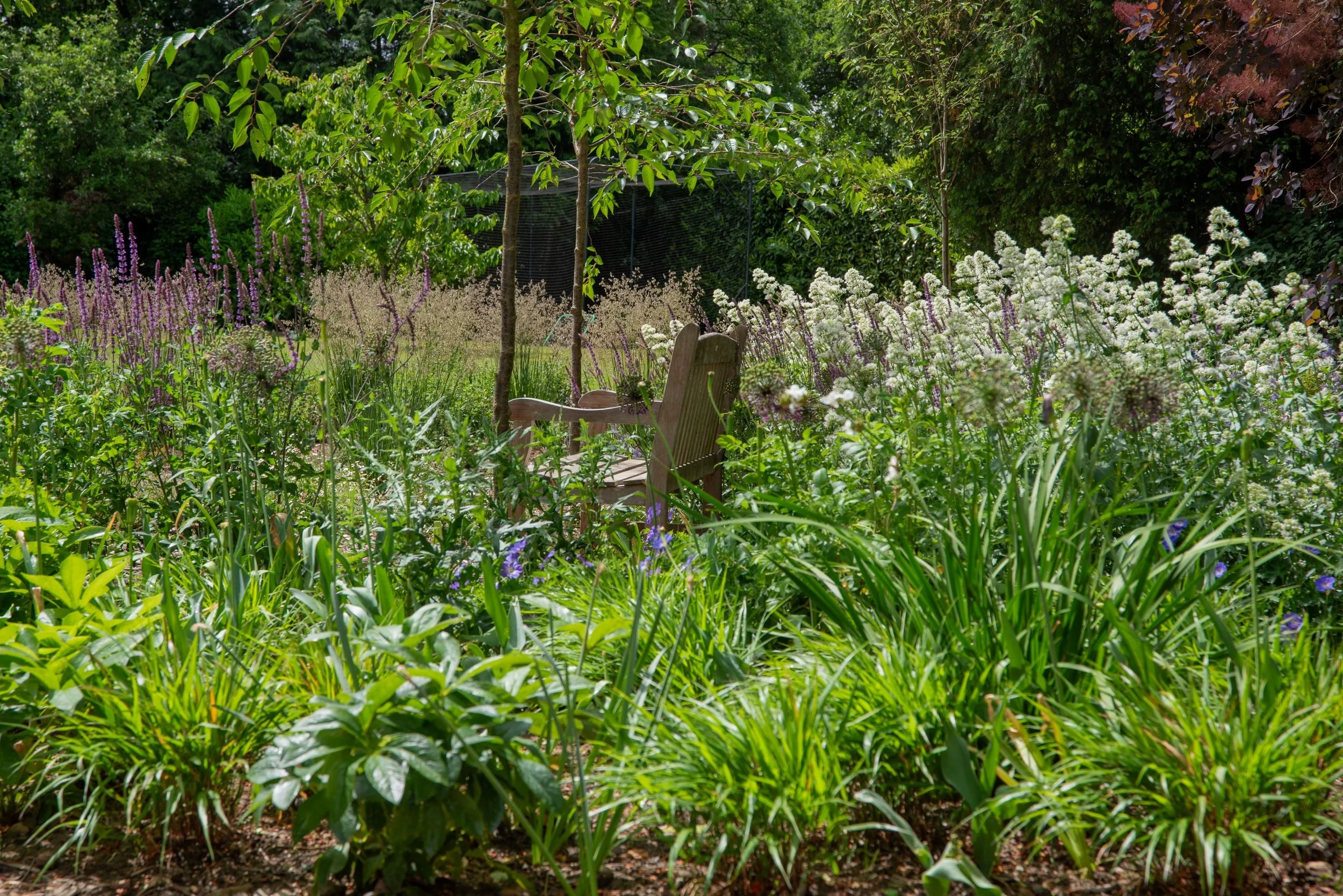 A teak bench glimpsed through lush naturalistic planting of white centranthus, purple salvia and cherry trees in a Surrey nature garden. ArthurRoadLandscapes.co.uk.

A teak bench peeks through the lush planting in this enchanting view — centranthus, 