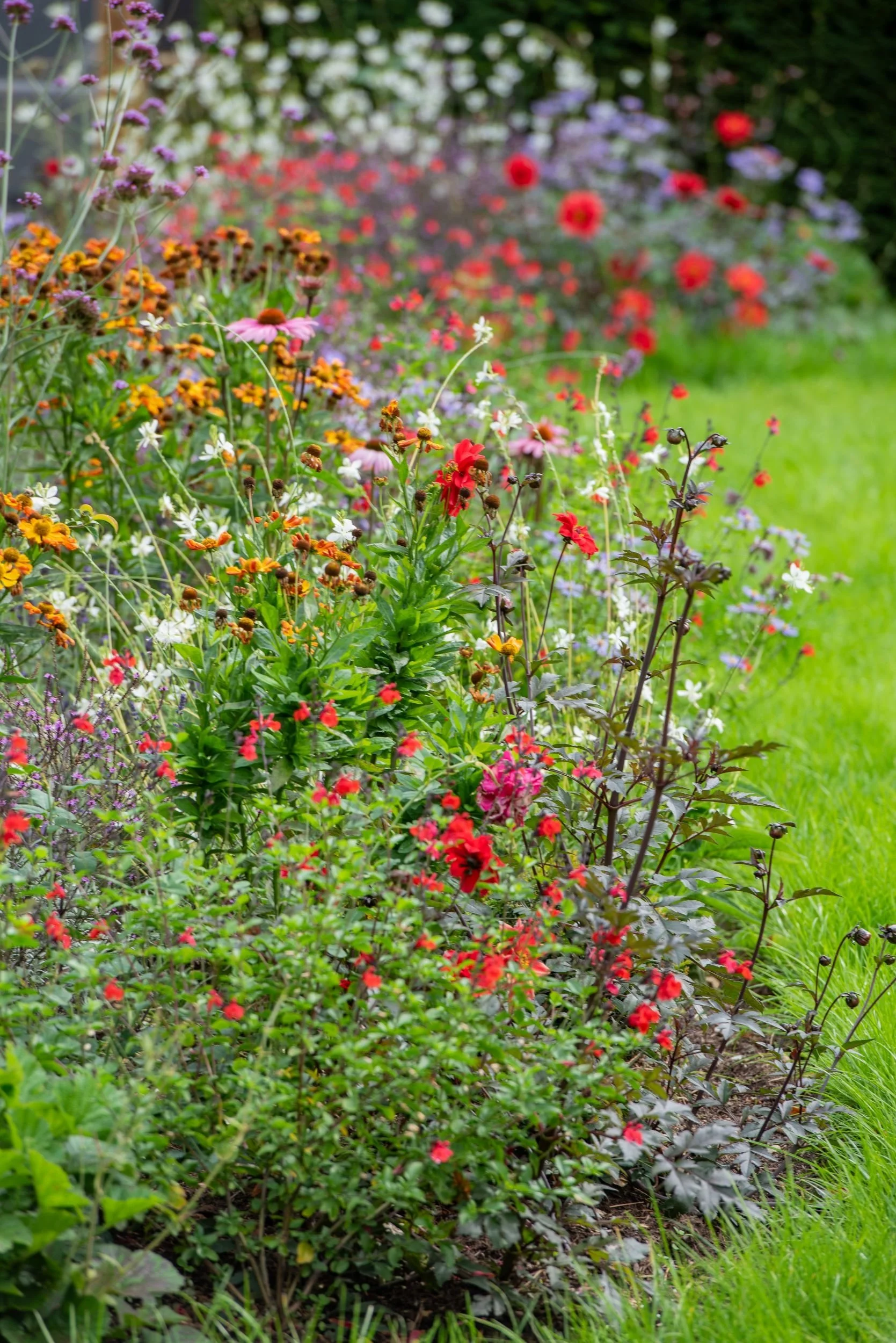 Colourful Surrey Planting Design