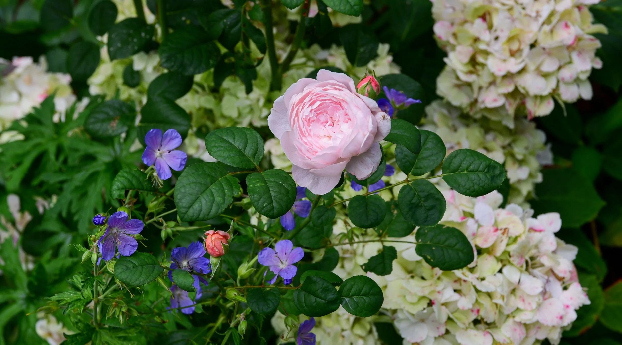 A pale pink rose blooms among blue geraniums and cream hydrangea flowers. JaneShanksterGardenDesign.co.uk

A full, pale pink rose opens among sprays of blue geranium and the soft ivory blooms of hydrangea, capturing the layered, romantic planting sty