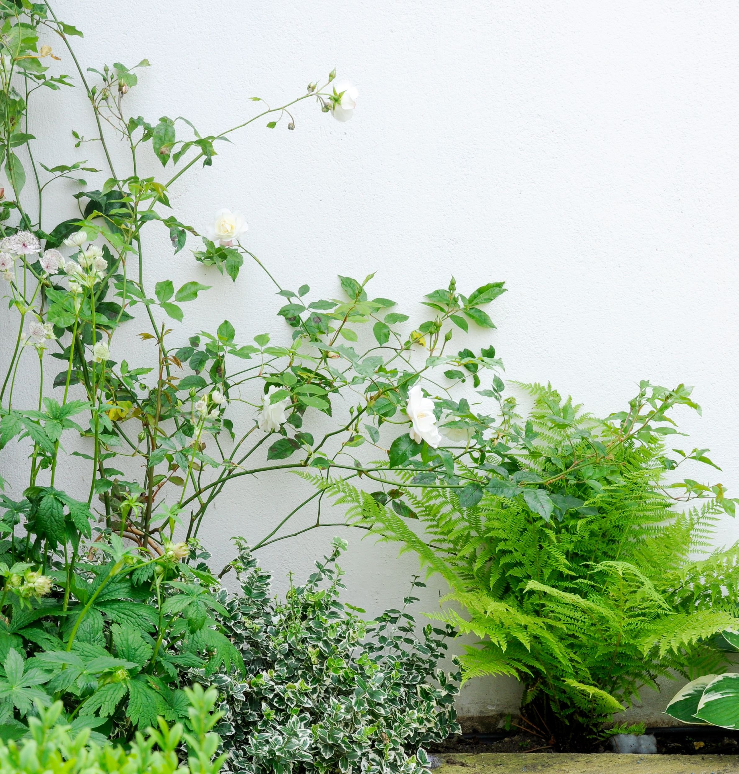 Close-up of a climbing white rose with ferns and astrantia in a shaded courtyard border

Delicate white rose blooms open above a froth of ferns and astrantia, part of the shade-tolerant planting palette used to soften the walls of this north-facing c