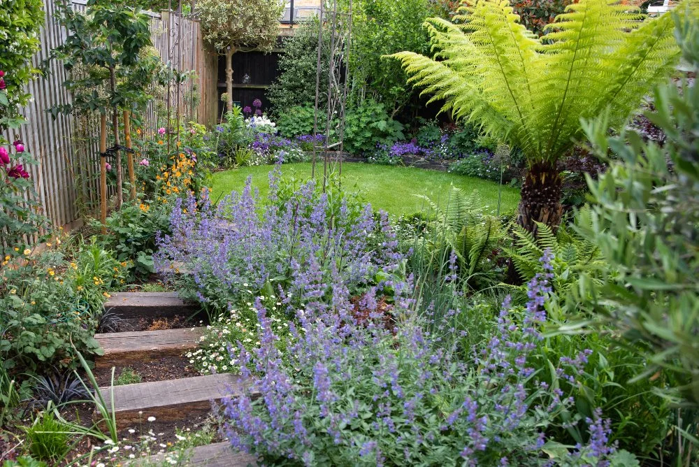 View across circular lawn with catmint and tree fern, Wimbledon garden by Jane Shankster Garden Design

Timber sleeper steps descend past drifts of purple catmint towards a circular lawn, bordered by a tree fern and layered planting beds. This view c