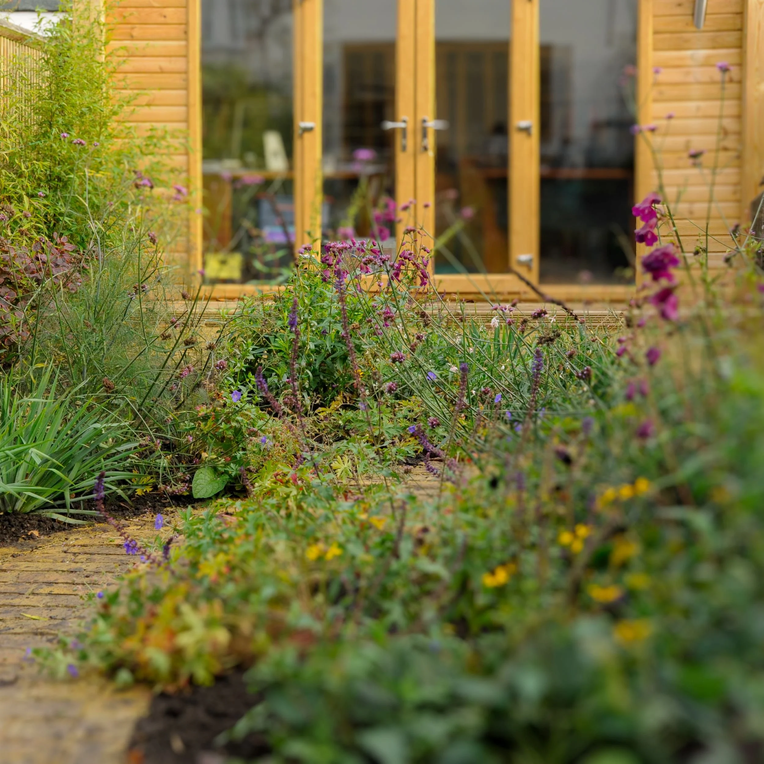 Flowering border in front of a timber garden room in a Chiswick garden

Verbena and salvia flower in front of the timber-clad garden room, softening the building and extending the low-allergen border right up to its doors.