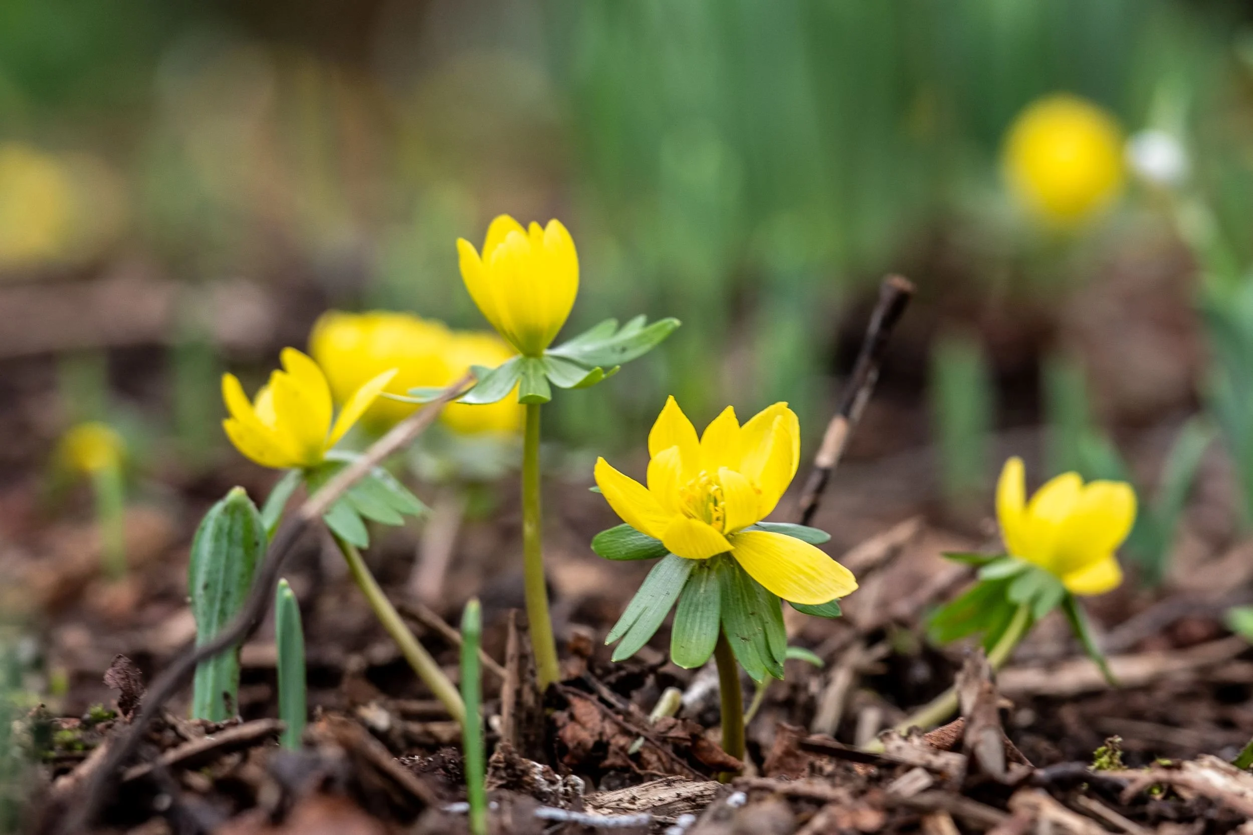 Bright yellow winter aconites (Eranthis hyemalis) pushing up through leaf litter and bare soil