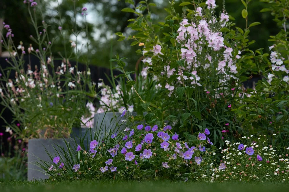 A close-up of violet-blue Geranium Rozanne flowers spilling across a garden border edge in a Surrey country garden, with pale pink sidalcea spikes and white gaura rising behind. ArthurRoadLandscapes.co.uk. 

Geranium Rozanne at its June best — the vi
