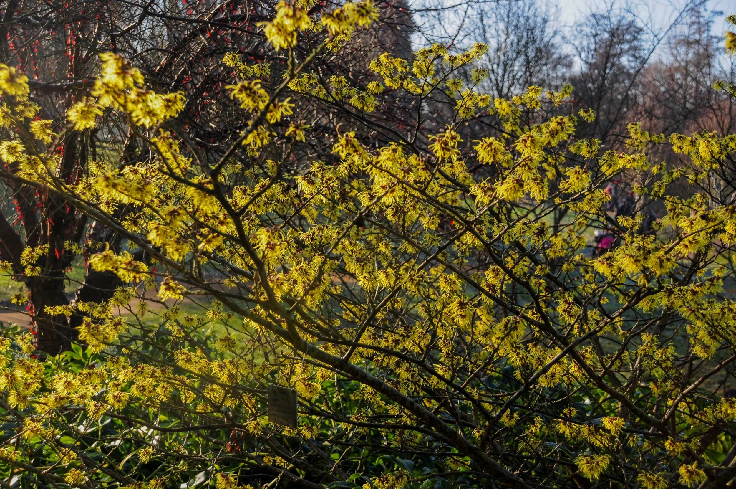A witch hazel shrub (Hamamelis x intermedia 'Pallida') covered in spidery pale yellow flowers on bare branches