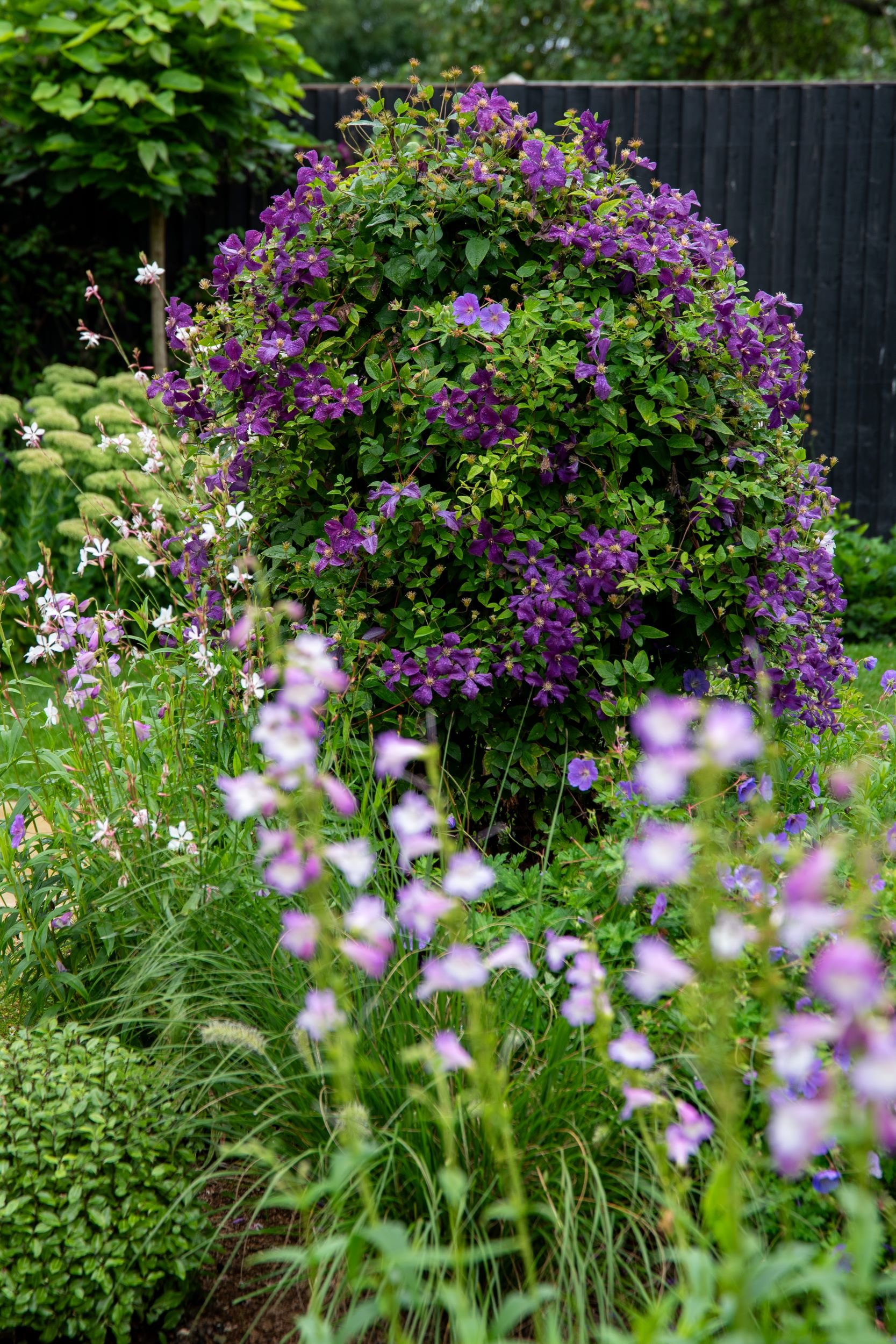 A dense mass of deep purple Clematis Étoile Violette smothers a rusted iron obelisk in a Surrey country garden border, with soft pink sidalcea and white gaura blooming in the foreground and sedum flower heads to the left. ArthurRoadLandscapes.co.uk.
