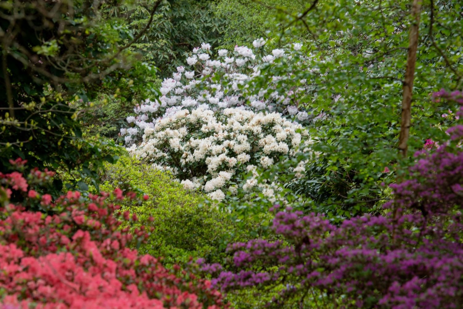 A white-flowered rhododendron shrub glowing among green woodland foliage, bordered by pink and purple azaleas at Isabella Plantation.